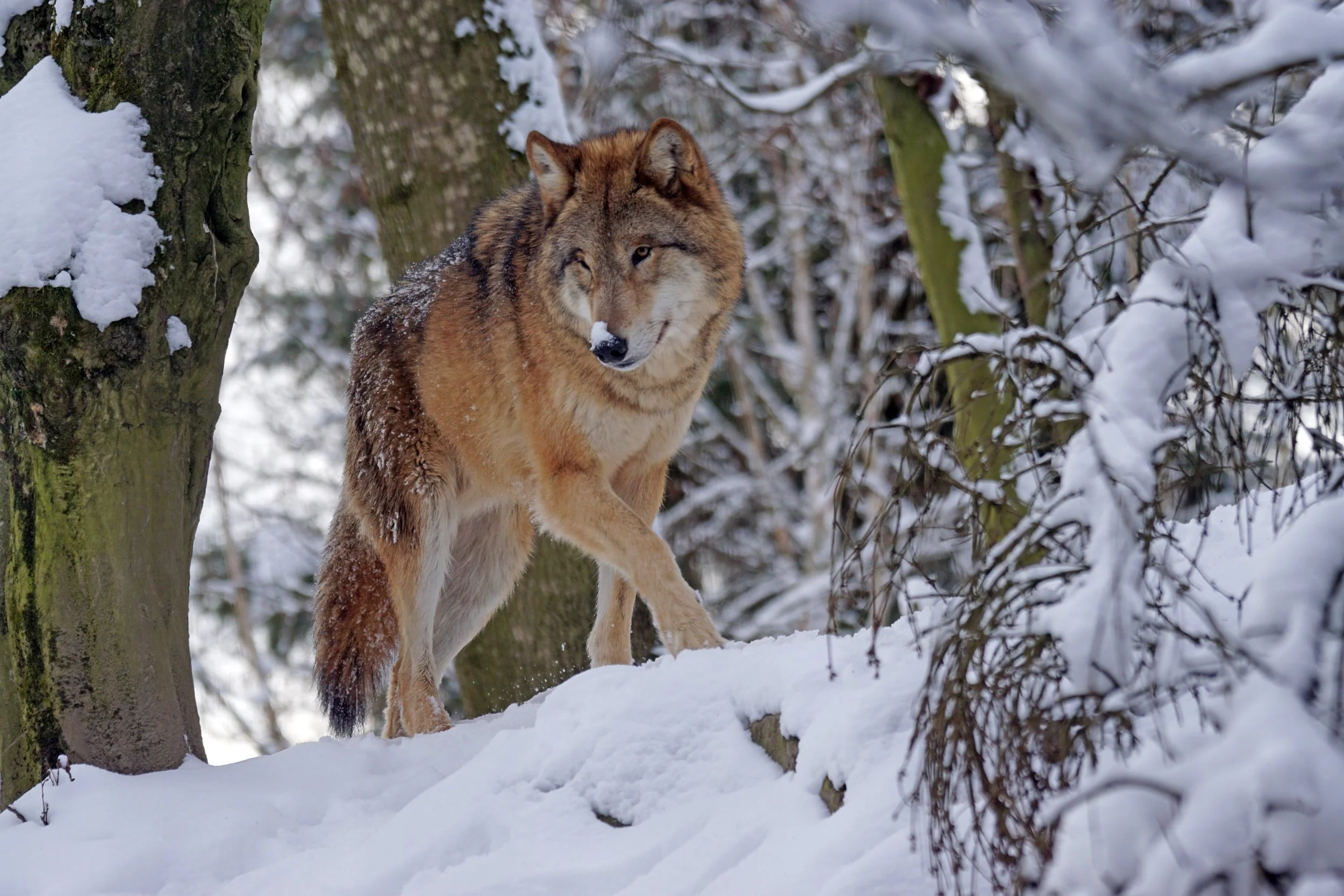 Which Wolf? — Discovering Quakers