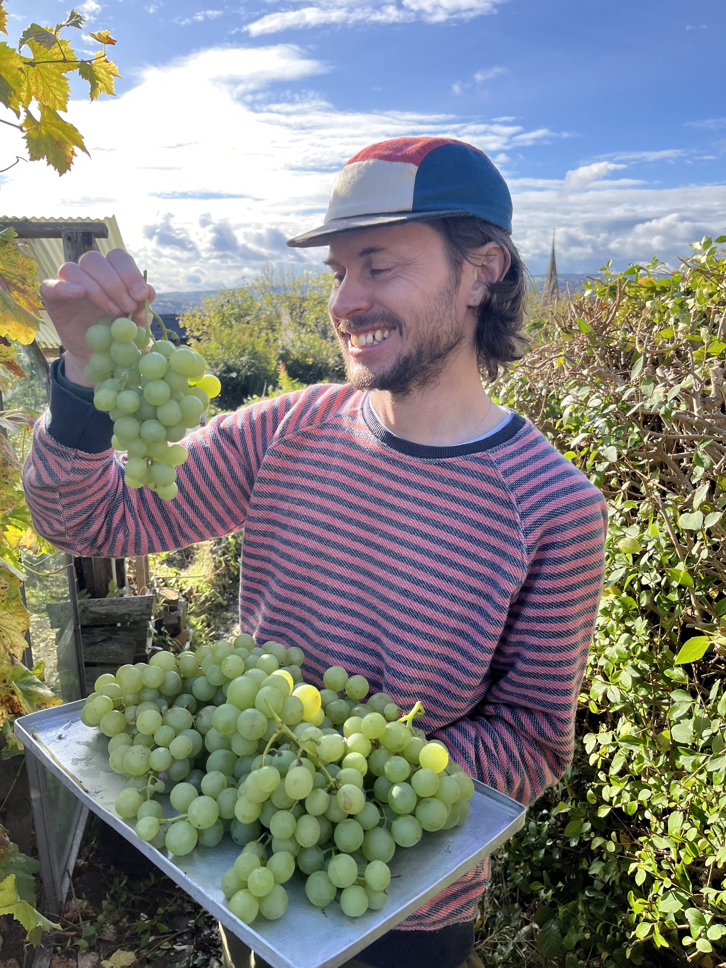 allotmentGrapes.jpg