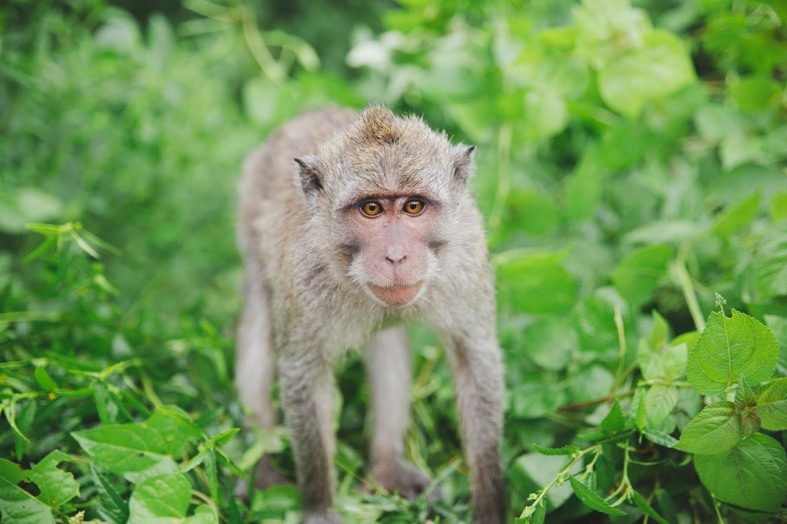 Bali travel visuals 01.jpeg