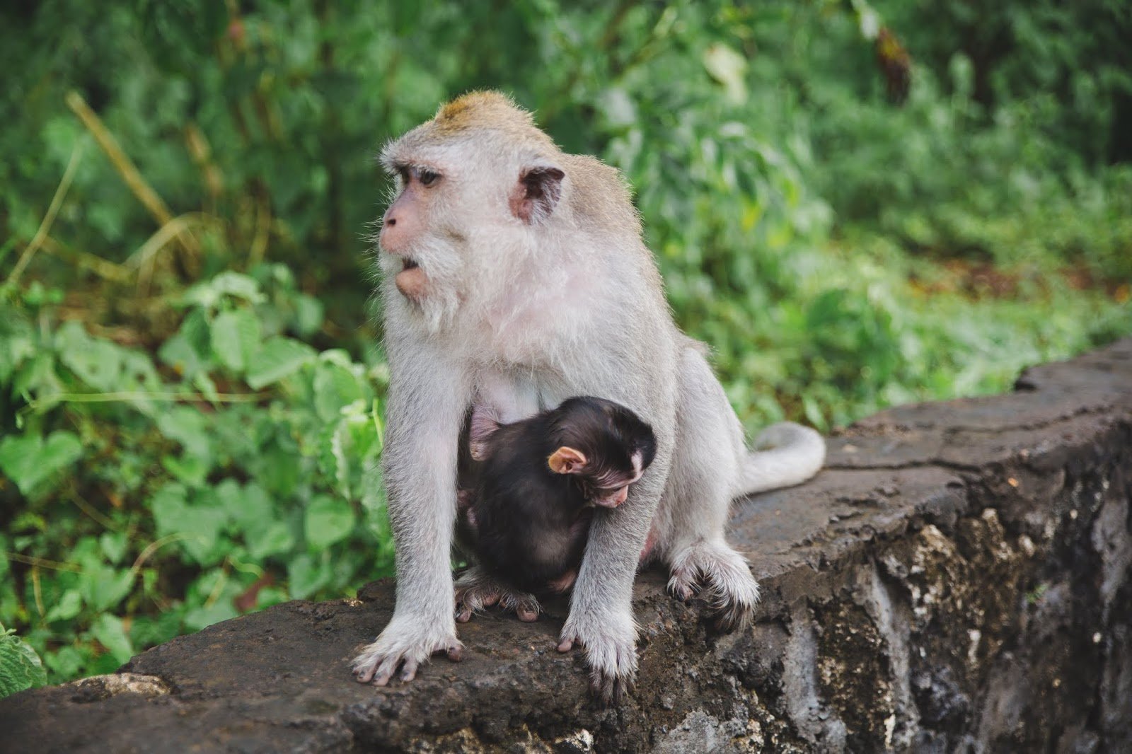Bali travel visuals 02.jpeg