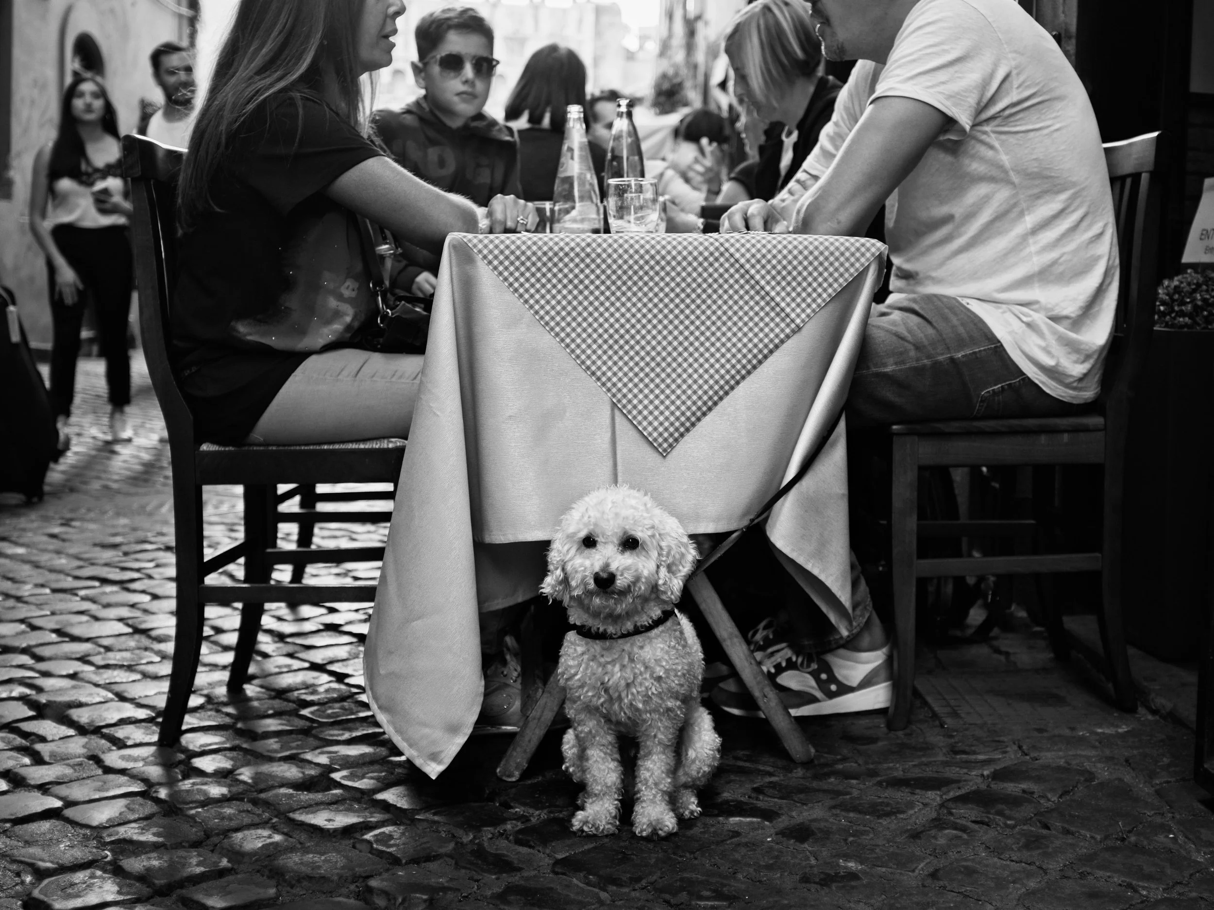 A small curly-haired dog sitting under a restaurant table, looking at the camera, in front of a group of people dining and talking outside.