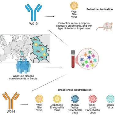 Analysis of West Nile disease convalescents identifies human monoclonal antibodies protective against West Nile and related orthoflaviviruses