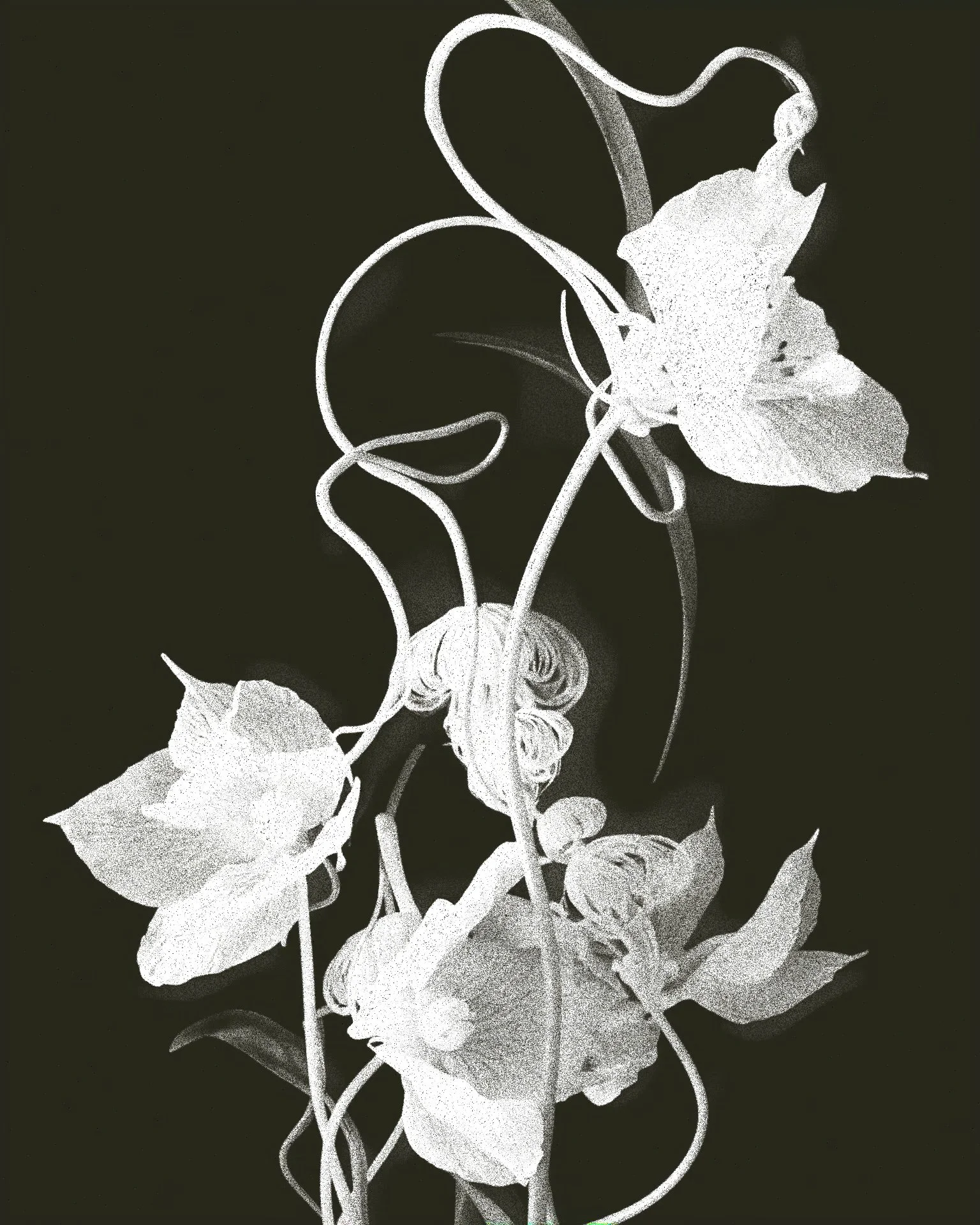 Flower Ballet