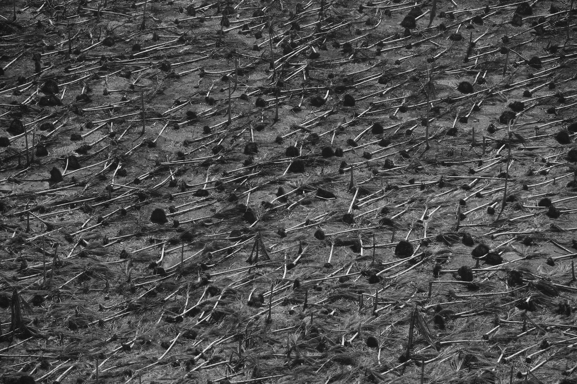 World Health Organization Guerrero Media Production House