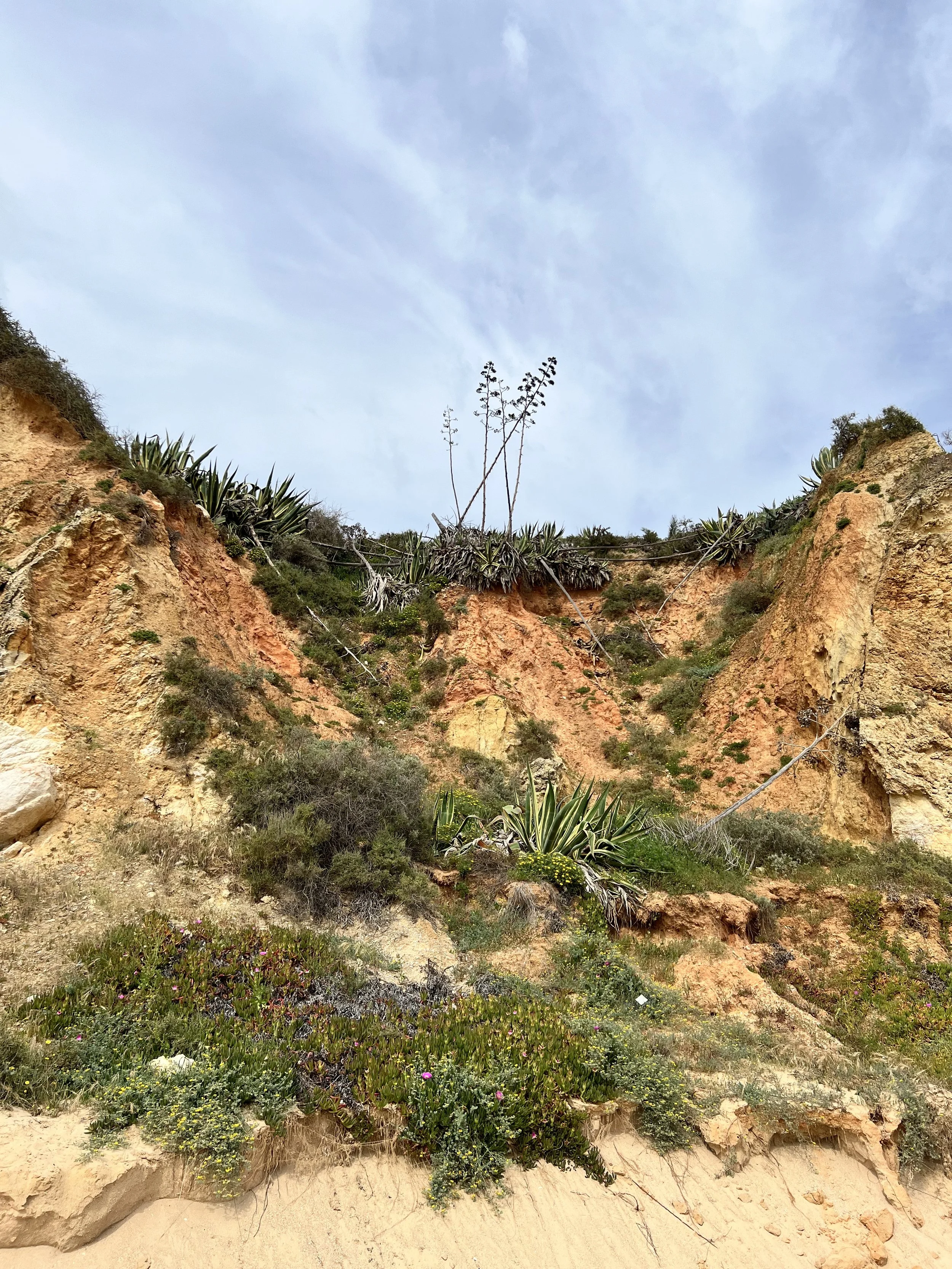 Large succulents in Portimao