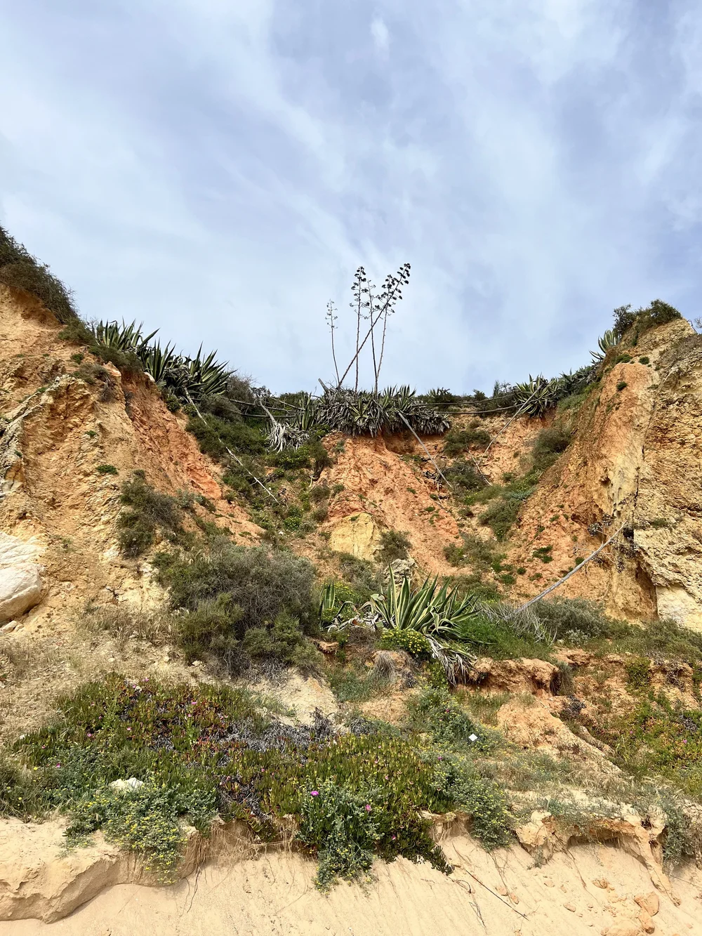 Large succulents in Portimao