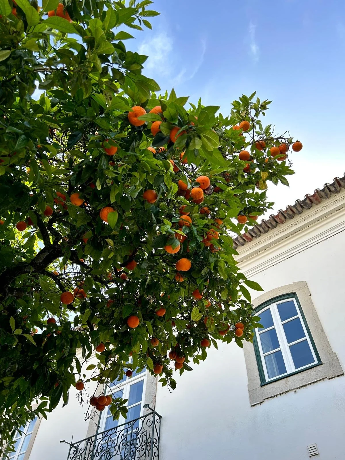 Orange tree 