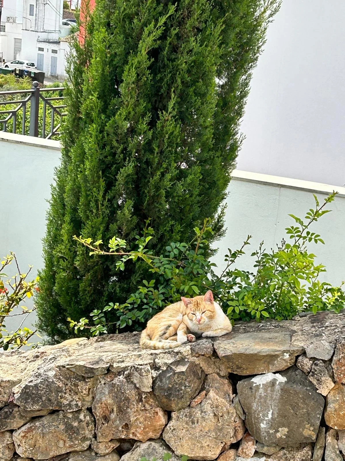 Peaceful cat in Salir
