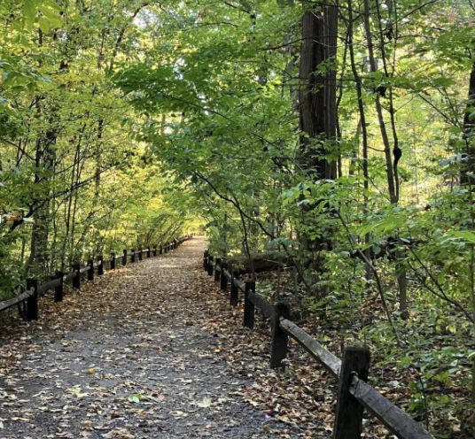 Tree-lined walking path