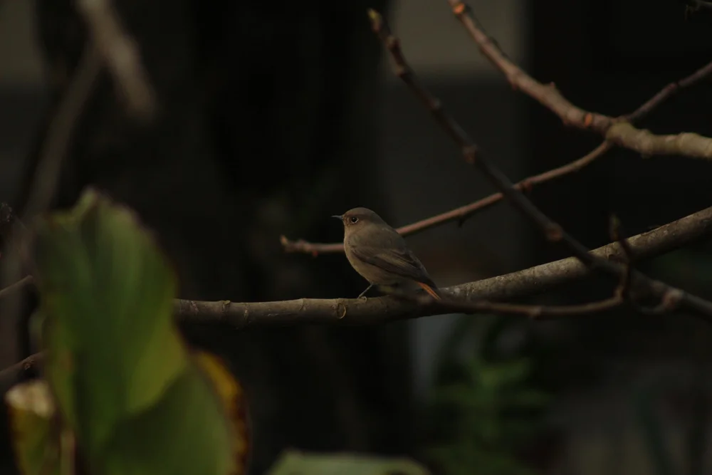 Rabirruivo-preto (Phoenicurus ochruros)