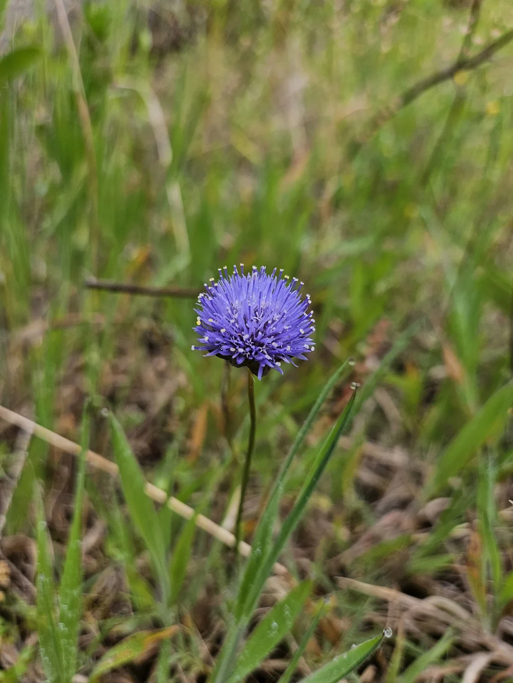 Botão-azul (Jasione montana)
