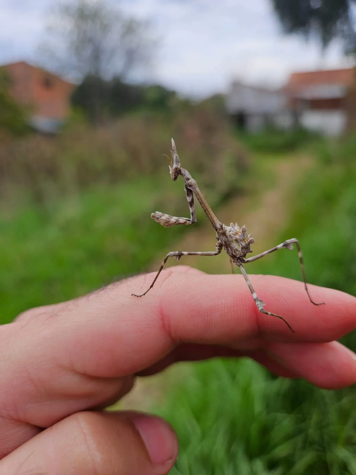empusa .jpeg