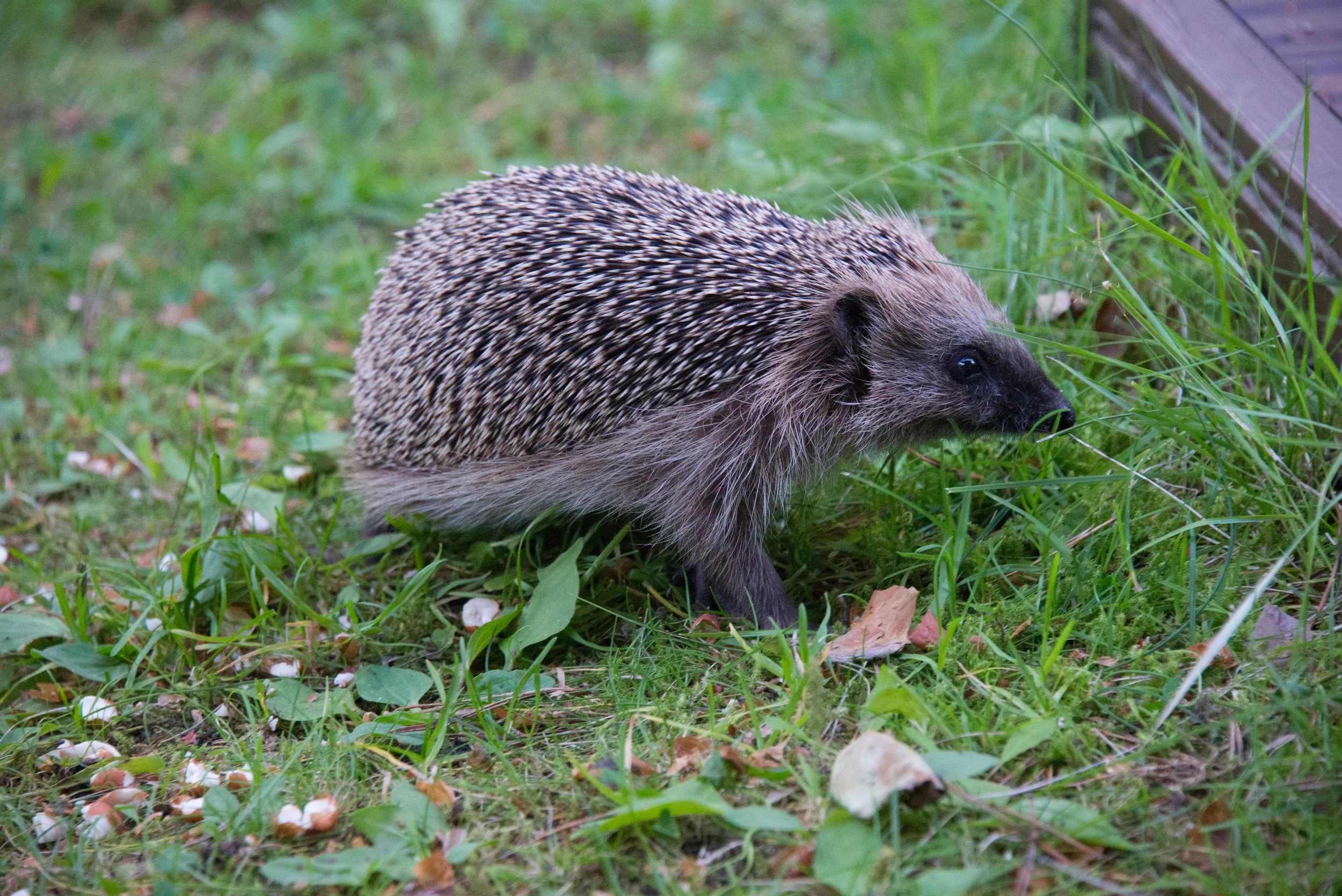 Erinaceus europaeus_Nina Laakso.jpg