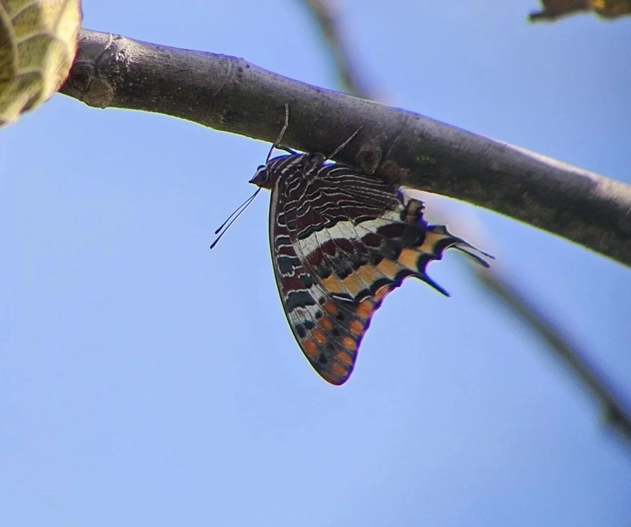 Espécie da Semana: Borboleta-do-medronheiro (<em>Charaxes jasius</em>)