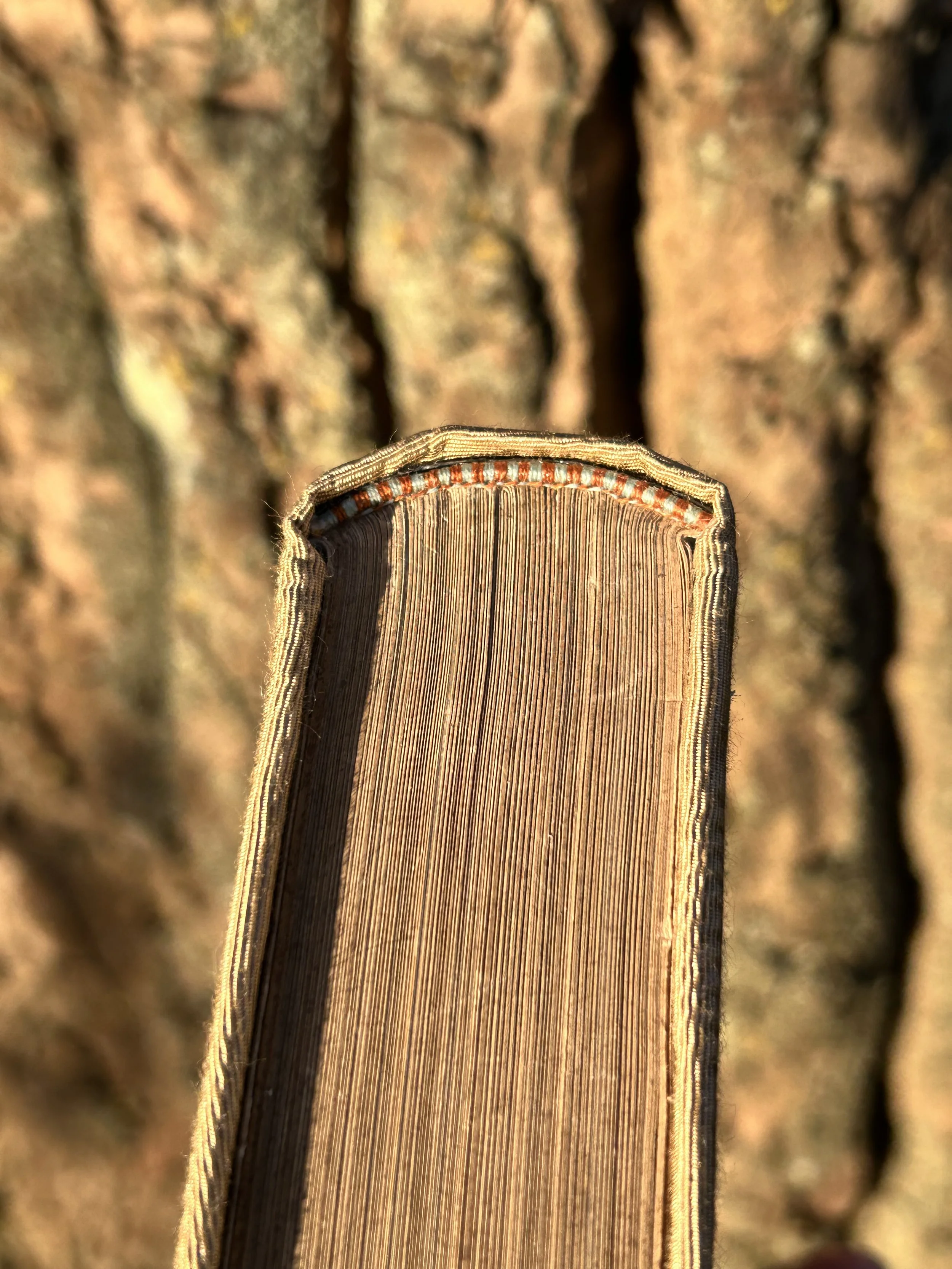 Hand-sewn burnt orange and light blue headbands on the headcap of the book "The Moths of the British Isles"
