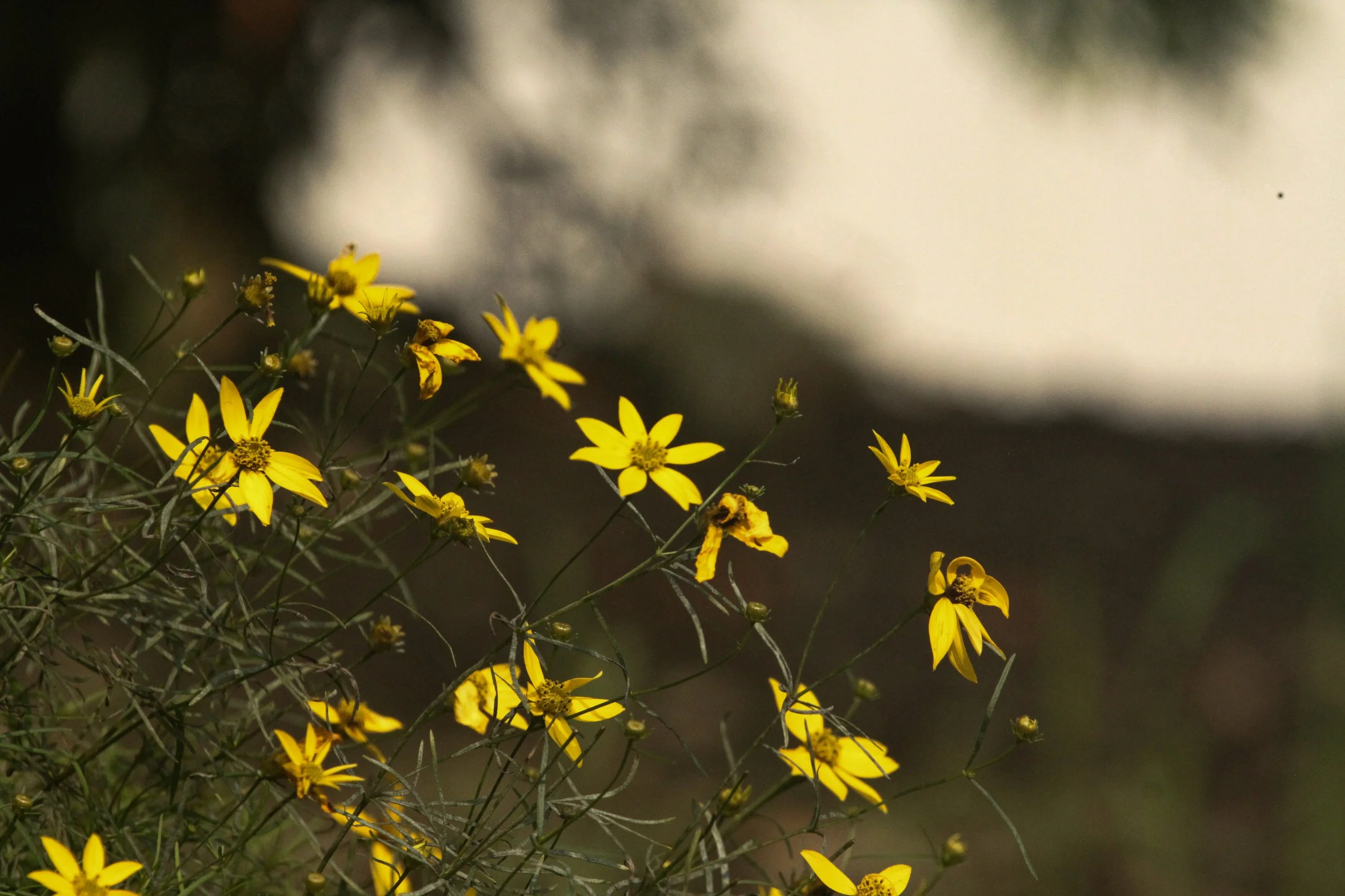 backyard-3.jpg