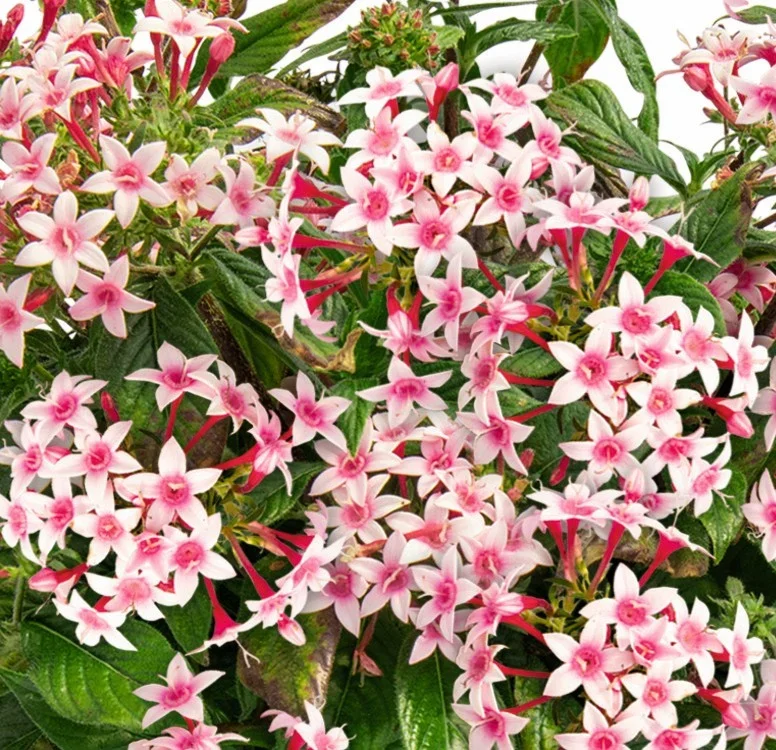 Apple Blossom