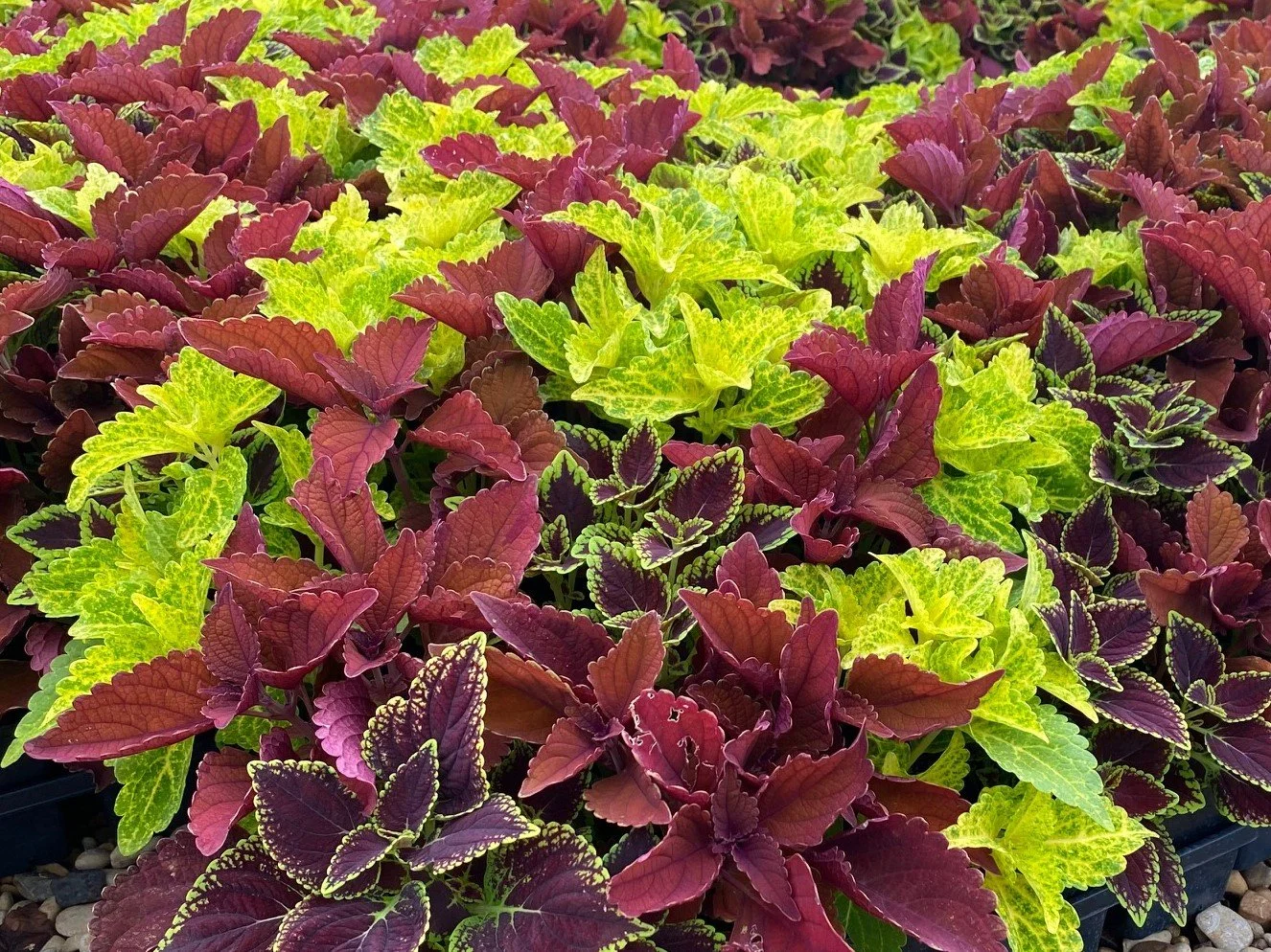 Sun Mix