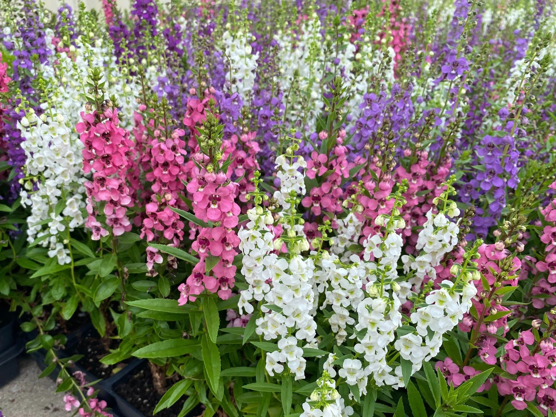 Mix