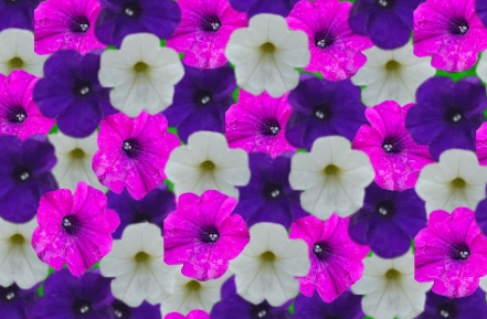 Plum Mix