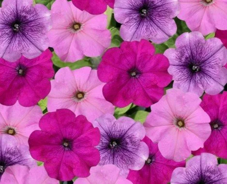 Cottage Mix