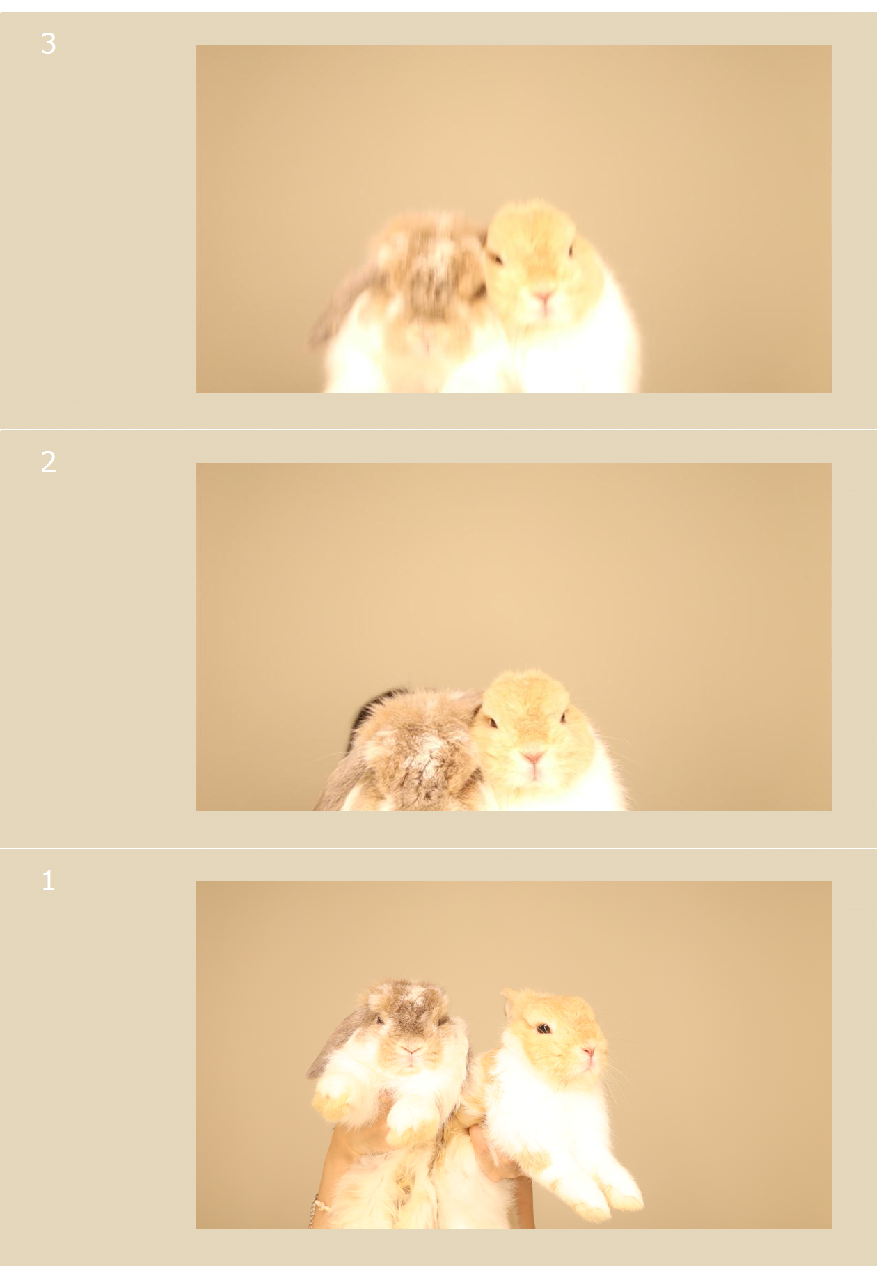 solace studios flipbook rental digital copy