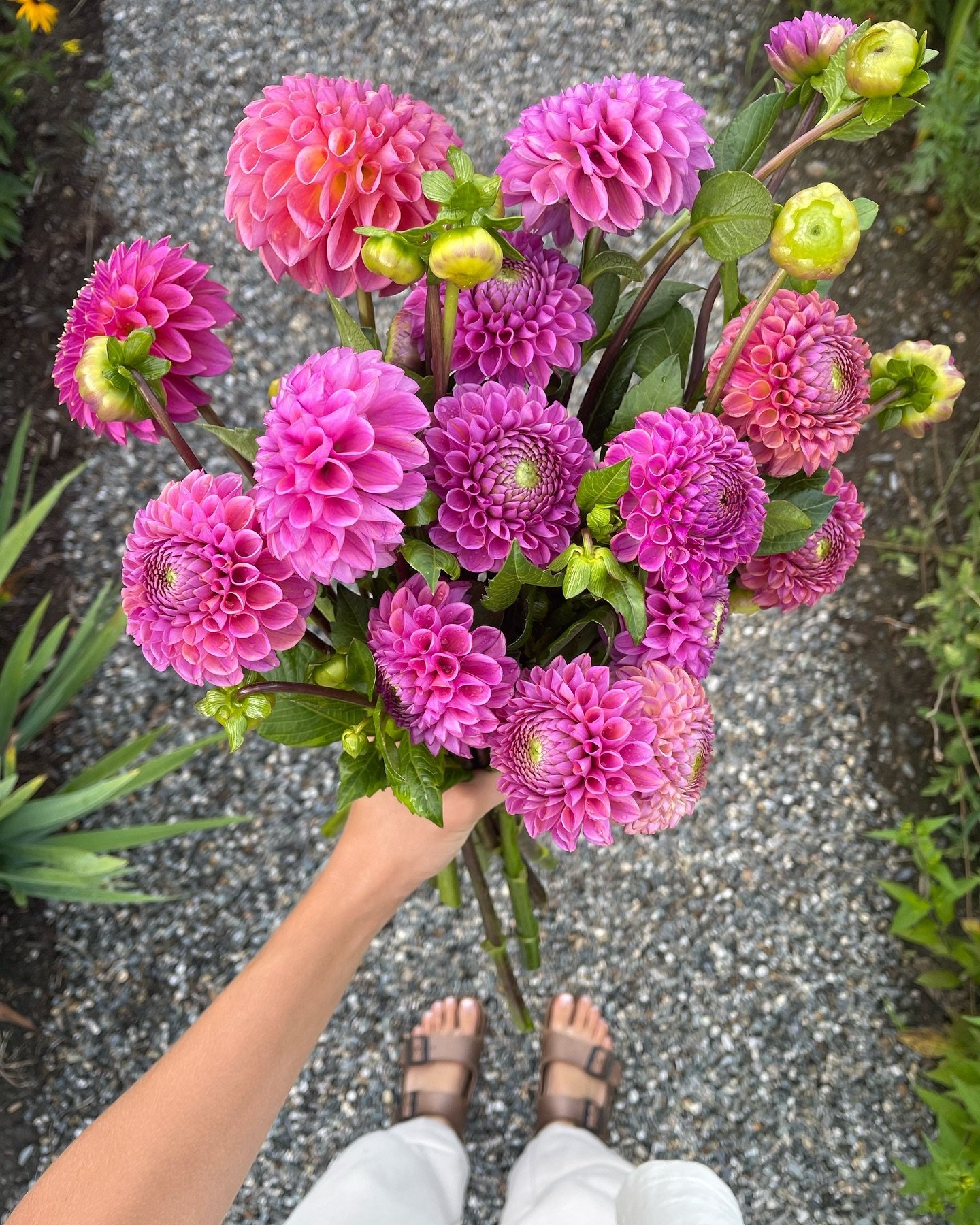 Last call for dahlia tubers! 🌸 The shop is going to be open for 1 more week, but will be closed starting May 1st, so if you&rsquo;ve been waiting to place an order this is your last chance for the year! There are 6 great variates left along with som