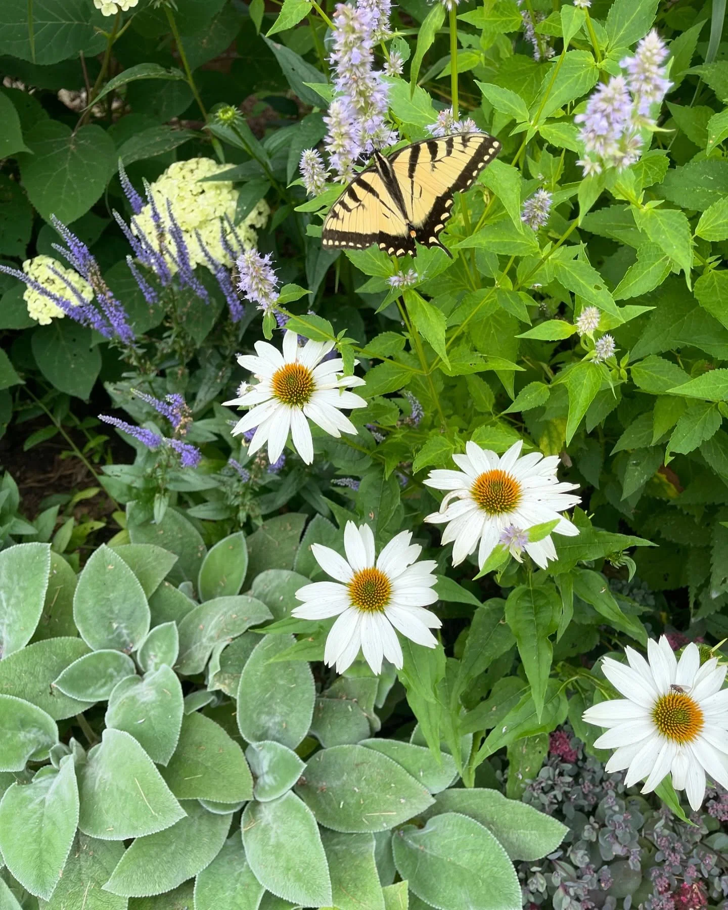 Truly nothing more satisfying than watching butterflies flock to new gardens you&rsquo;ve created 😌🦋✨ 
&bull;
&bull;
&bull;
&bull;
&bull;
#gardening #garden #perennial #perennials #butterfly #butterflies