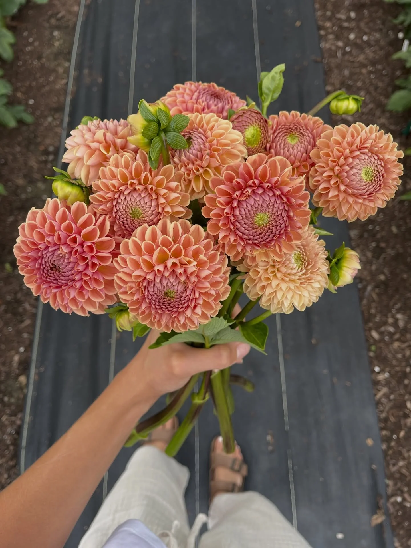 One of my OG favorites &mdash; Valley Tawny will always have my heart 🧡🍑🍊

She&rsquo;s that perfect blend of peach, honey, and soft sunset glow.

If she&rsquo;s been on your wishlist, this is your sign. Sale opens March 14 at 12pm EST &mdash; ship