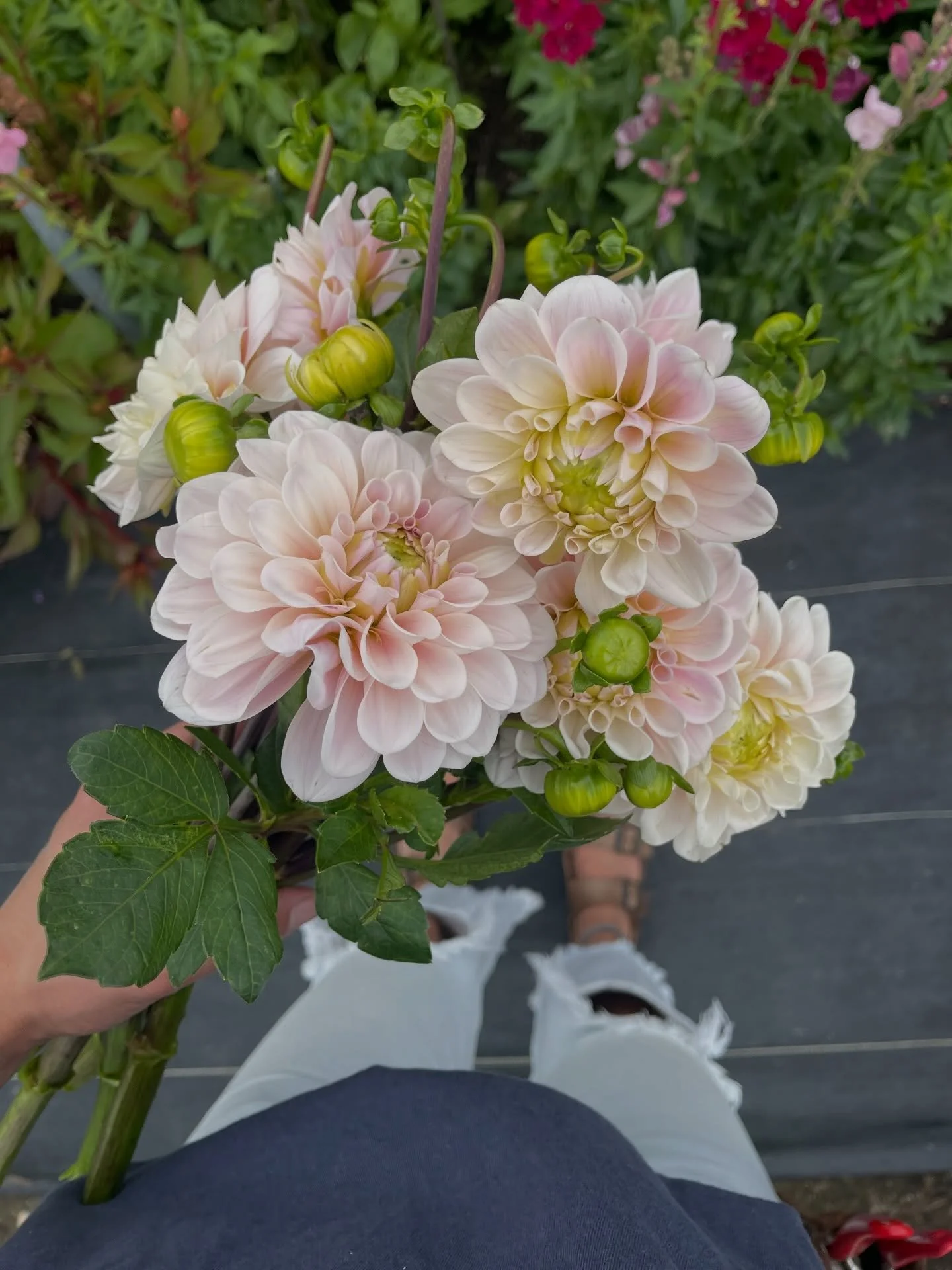 I will never get tired of this color!

Sweet Natalie is the dreamiest blush pink with perfectly layered petals and one of the most elegant forms 🌸

Soft, romantic, and a must-grow if you love light pink dahlias!!

Available in our dahlia tuber sale,