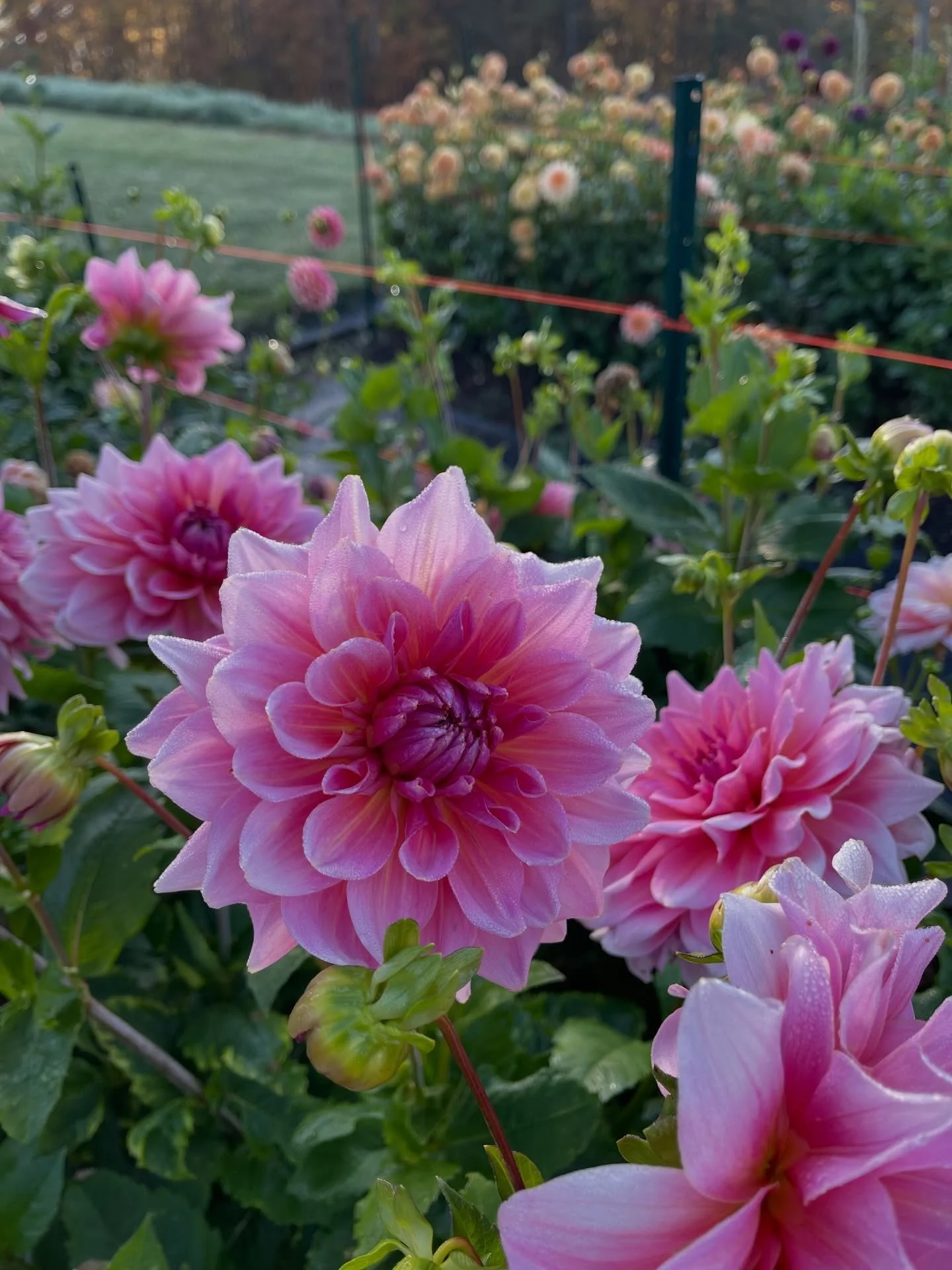 Otto&rsquo;s Thrill 🌸💗🌸

Don&rsquo;t miss it in the sale this weekend &mdash; March 14 at 12 PM EST!

#dahliatubersale #dahlia #cutflowers
