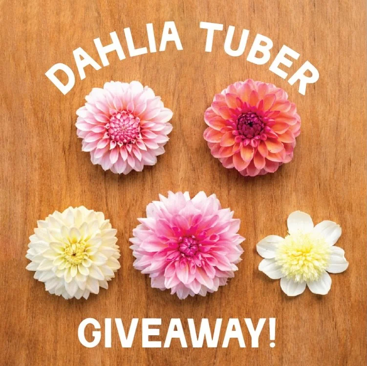 🌸 DAHLIA GIVEAWAY! 🌸

With the tuber sale opening in just 2 days, I wanted to do something fun and give one of you a little bundle of dahlias to celebrate.

One winner will receive 5 tubers: - Peaches N&rsquo; Cream - Daisy Duke - Blizzard - Otto&r