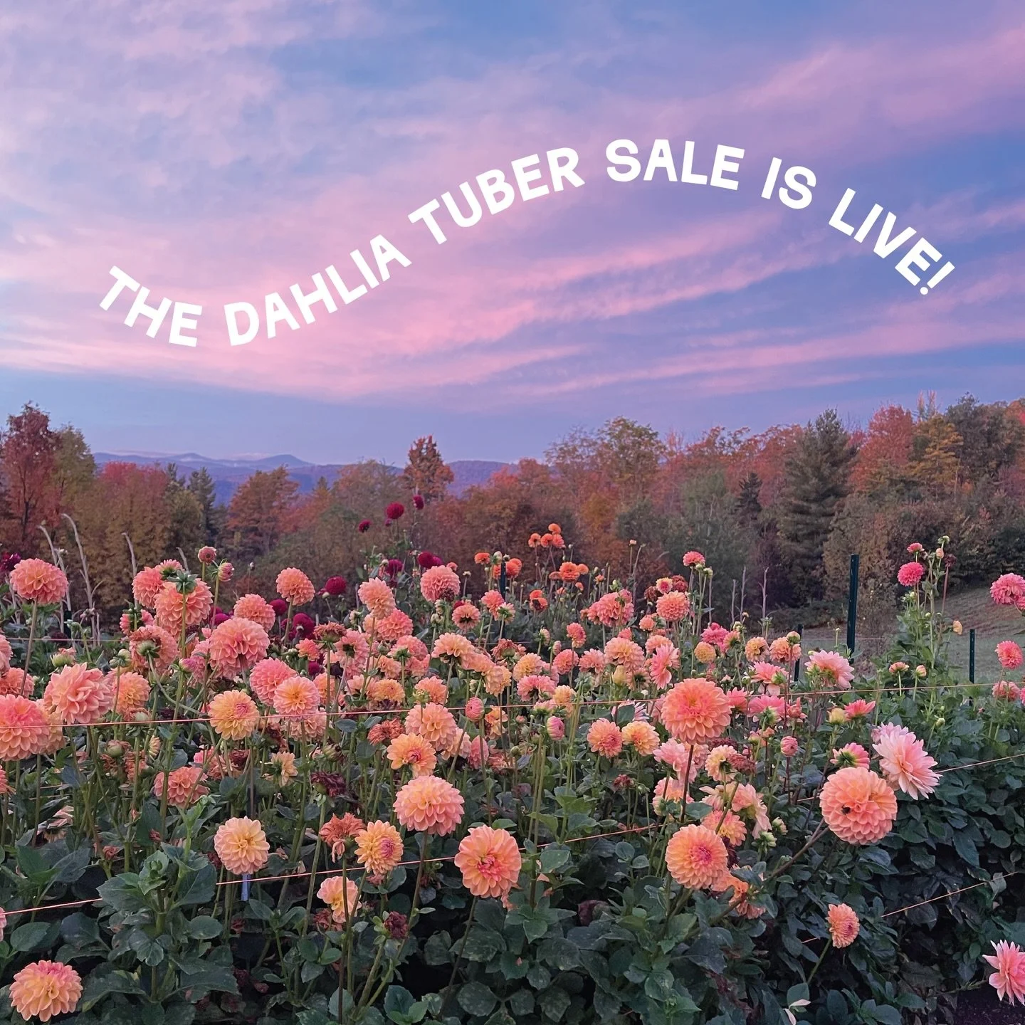 The shop is open! 🌸

My 2026 dahlia tuber sale is officially live! These are the varieties I&rsquo;ve been growing, dividing, and storing all winter and I&rsquo;m so excited to finally send them out into new gardens.

If there&rsquo;s something you&