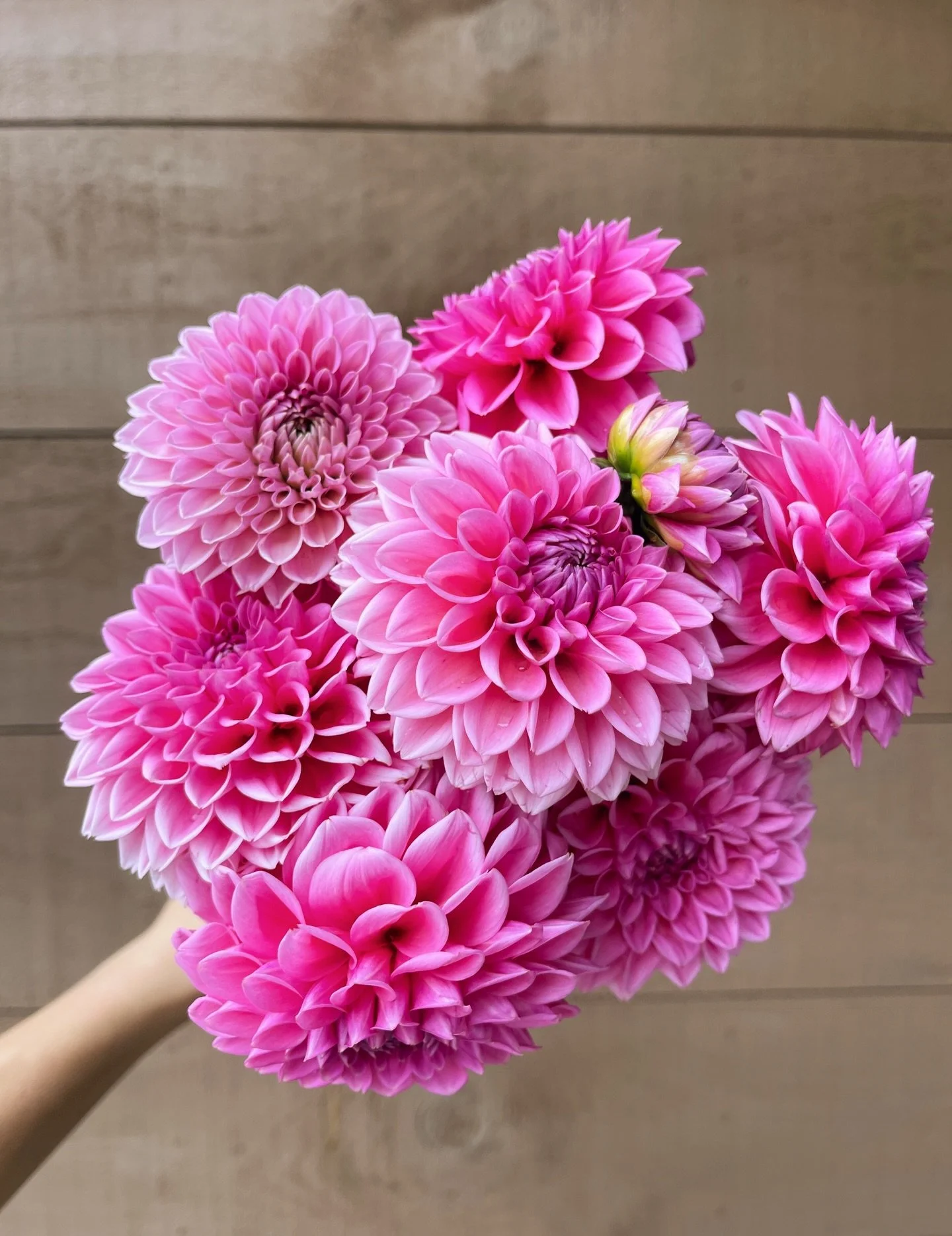 Pink Sylvia is simply stunning 💅🏼 Shop her now in our online dahlia tuber shop! 
#dahliatubersale #dahlia #cutflowers