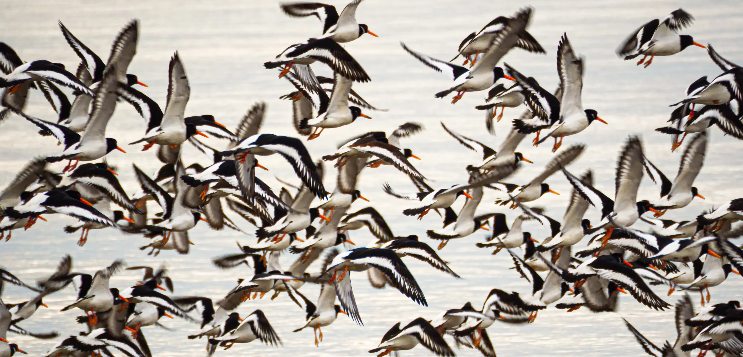 oyster catchers 1.jpg