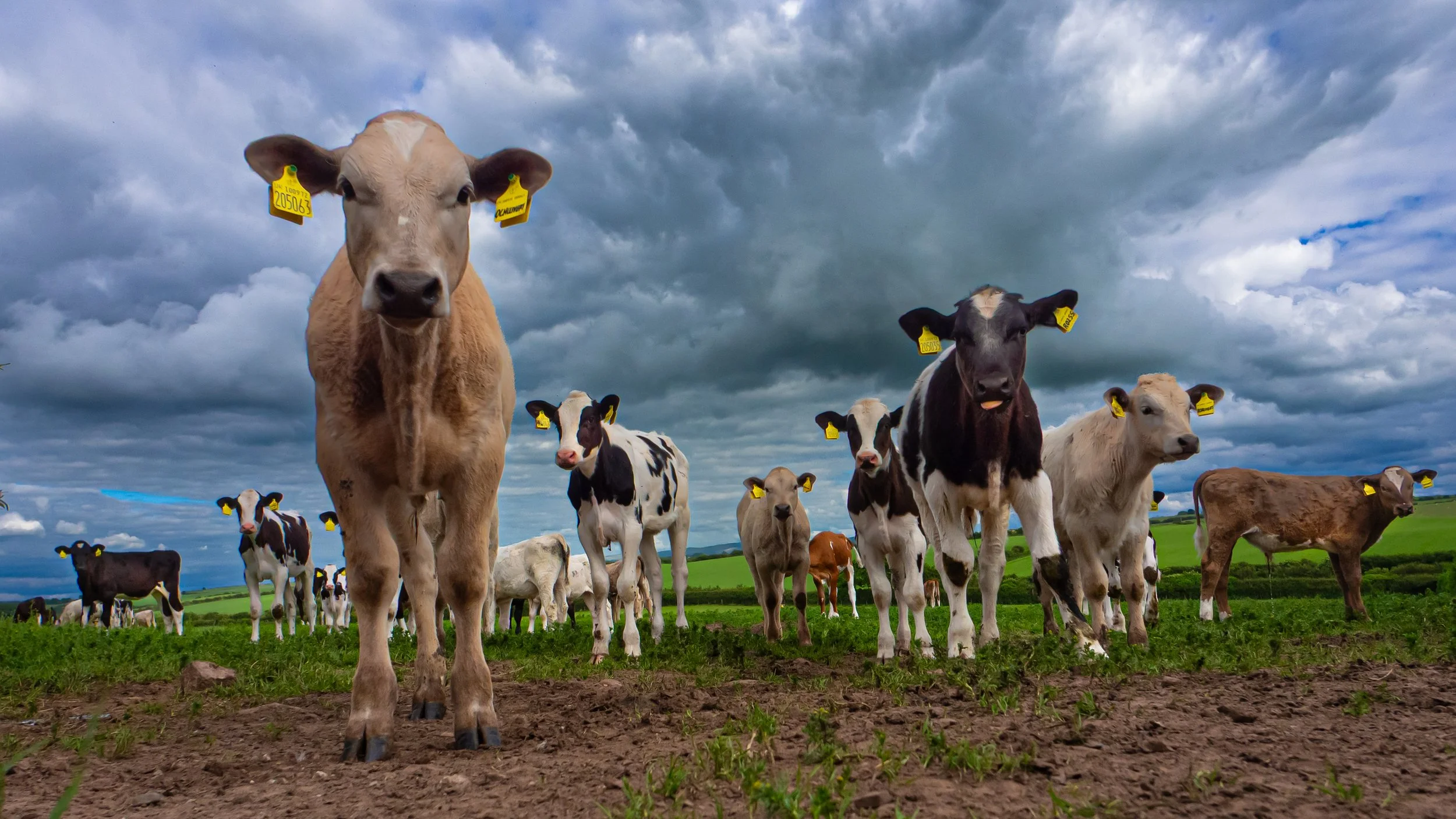 bullocks.jpg