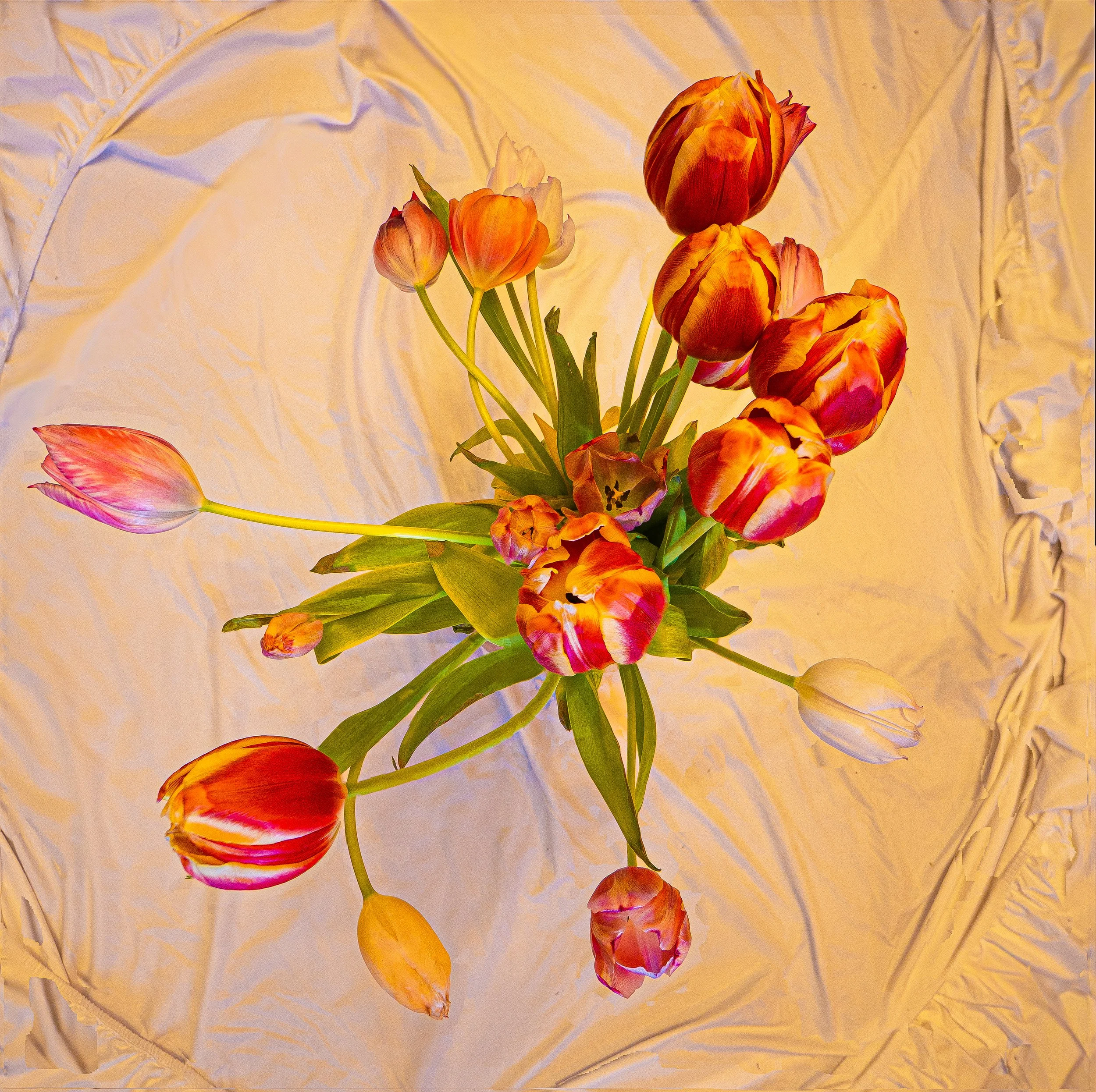 tulips.jpg