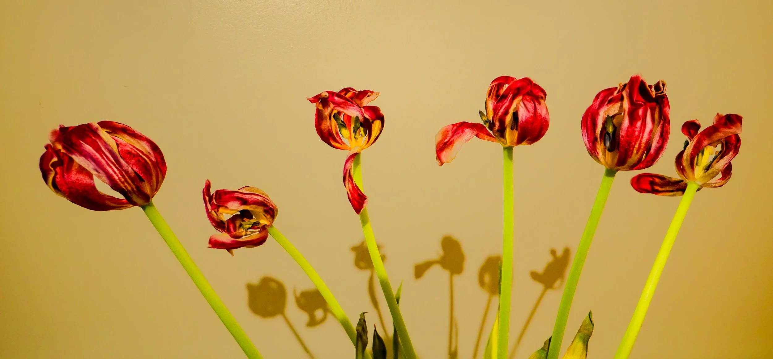 6  tulip with shadows.jpg