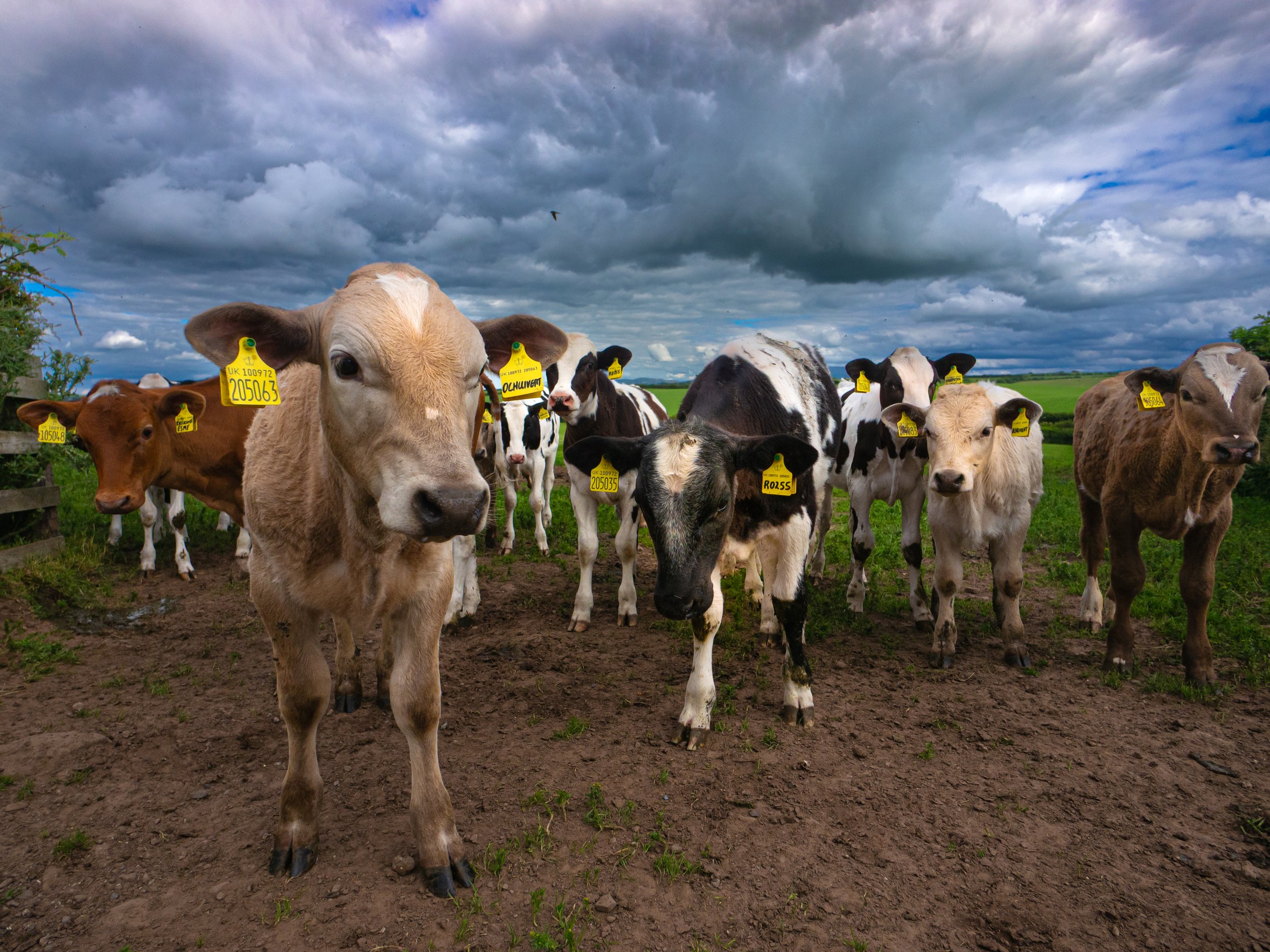 bullocks and swallow.jpg