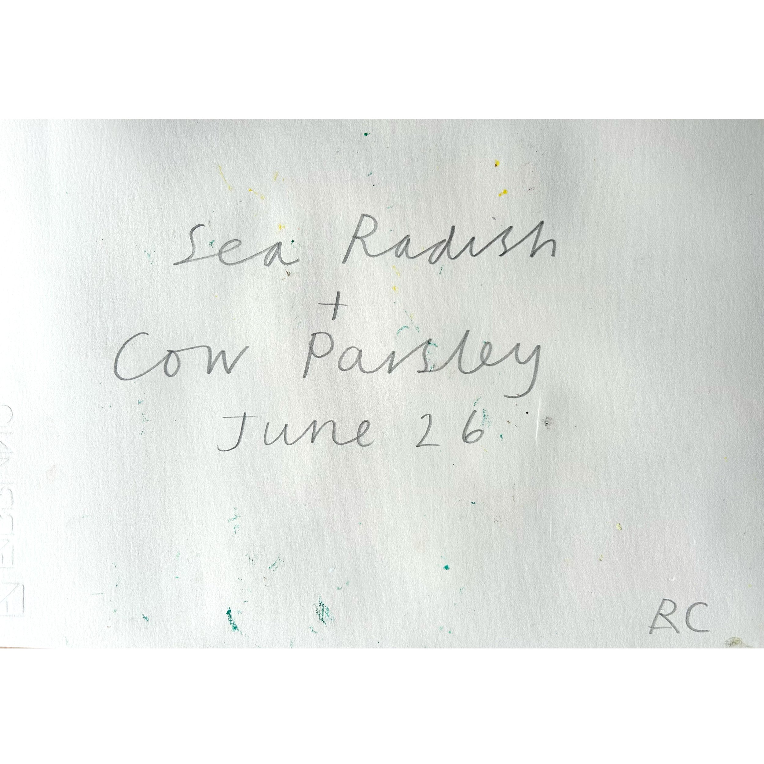 sea radish2.jpg