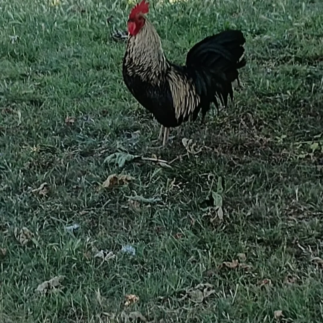 It's the wild 🐓🐔🐓 for me 
😂🤣😭