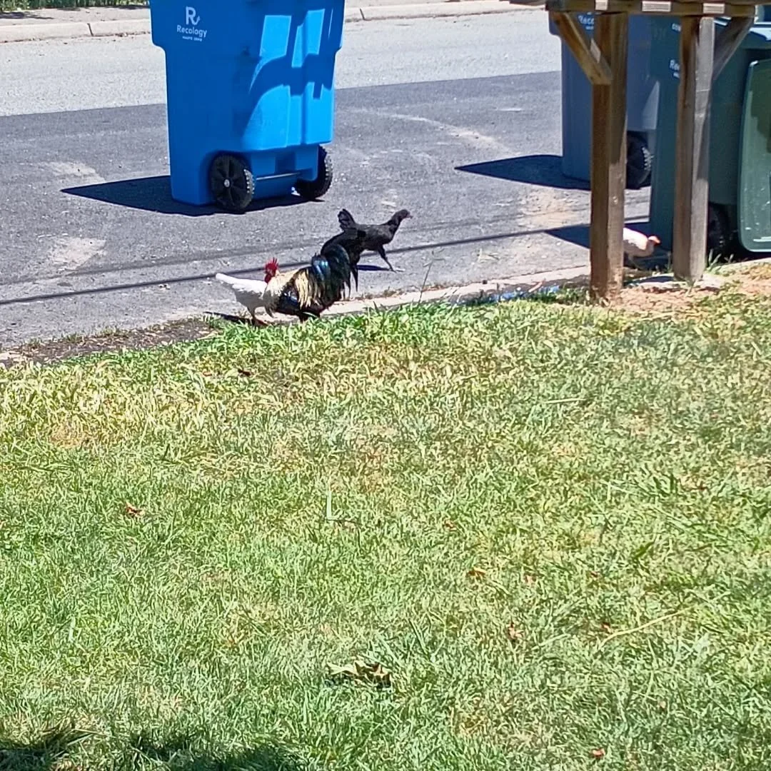Apparently we have moved to a town full of wild chickens 
This is one of the many groups of roosters on our block alone🤣🤣🤣🤣🤣🤣🤣🐔🐣🐤🐣🐔🐔🐣🐣🐔🐣🐔🐣🐔🐔🐔🐔🐔🐓🐓🐓🐓🐓🐓🐓🐓🐓🐓🐓