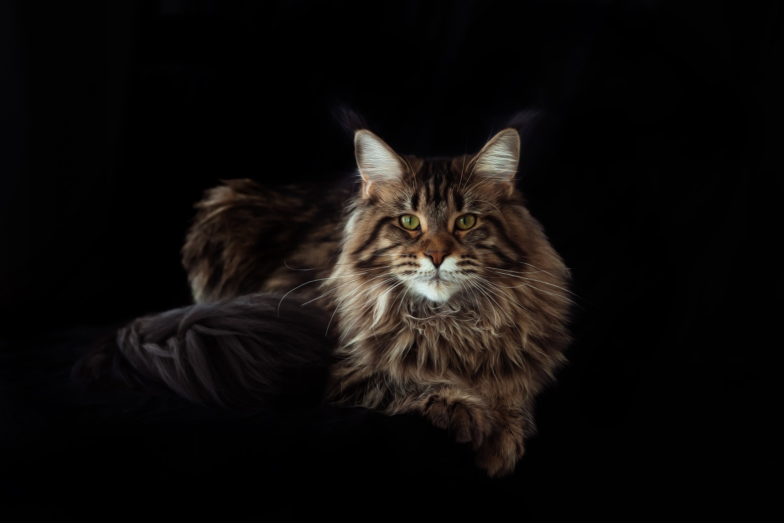 Largest Maine Coon cat for sale Texas