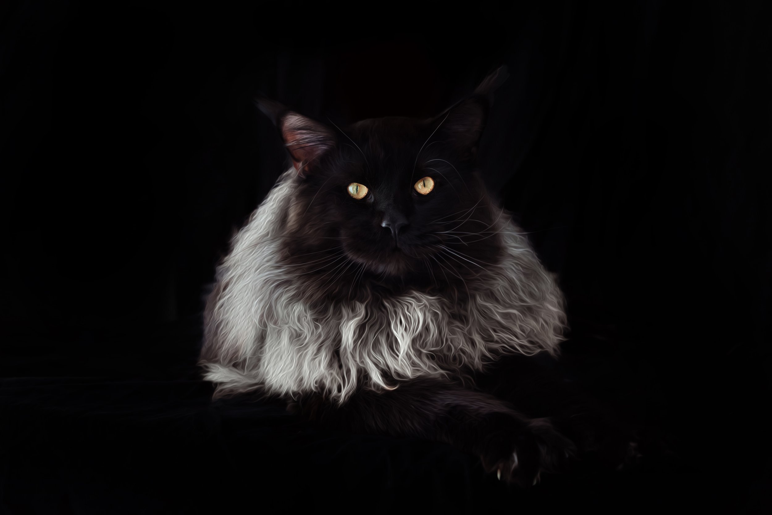 Black Smoke European Maine Coon Texas