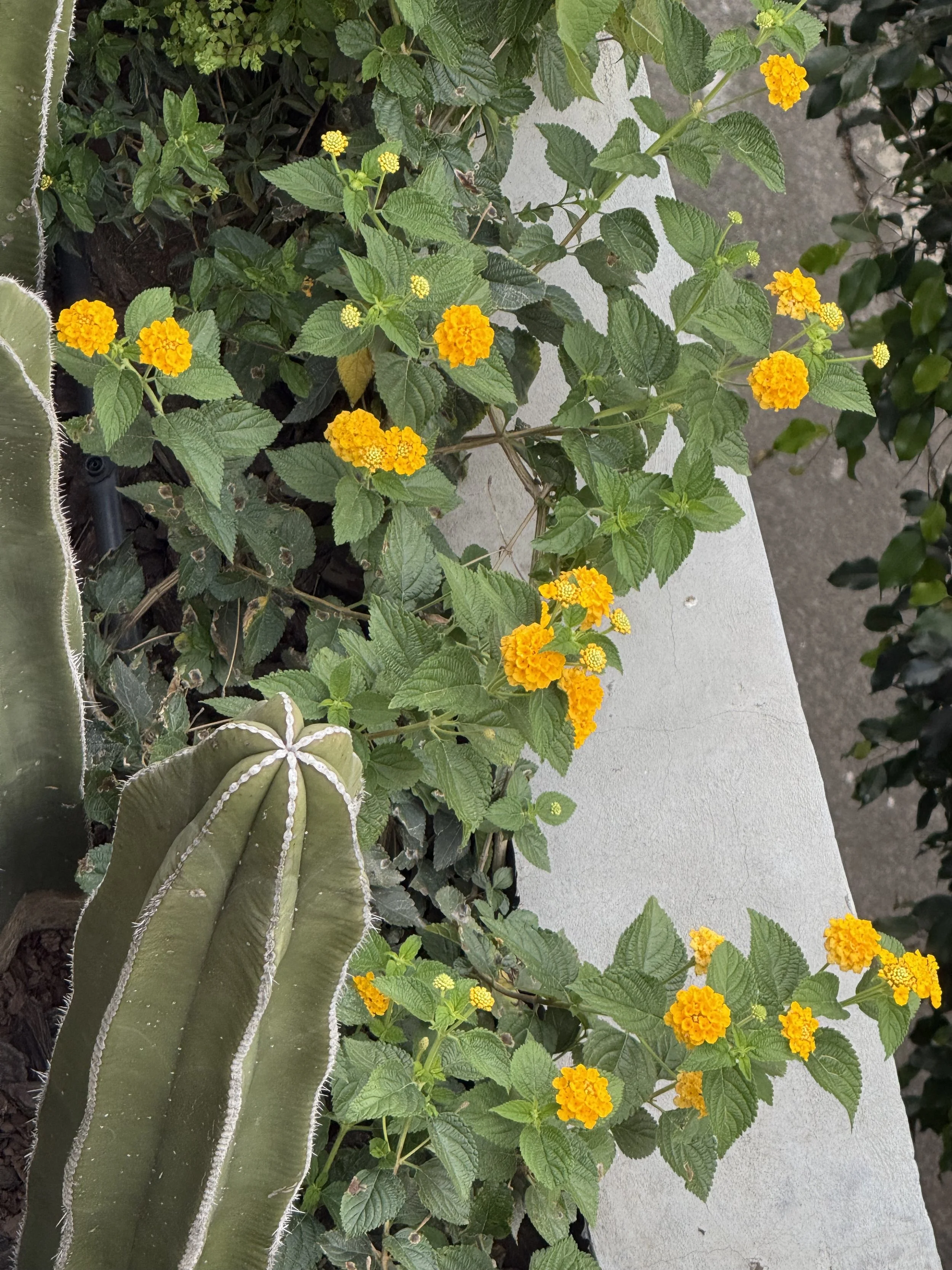 Casa JuliAna | Yellow flowers