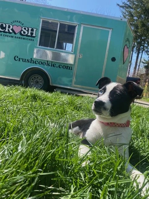 Pet Pop up fundraiser