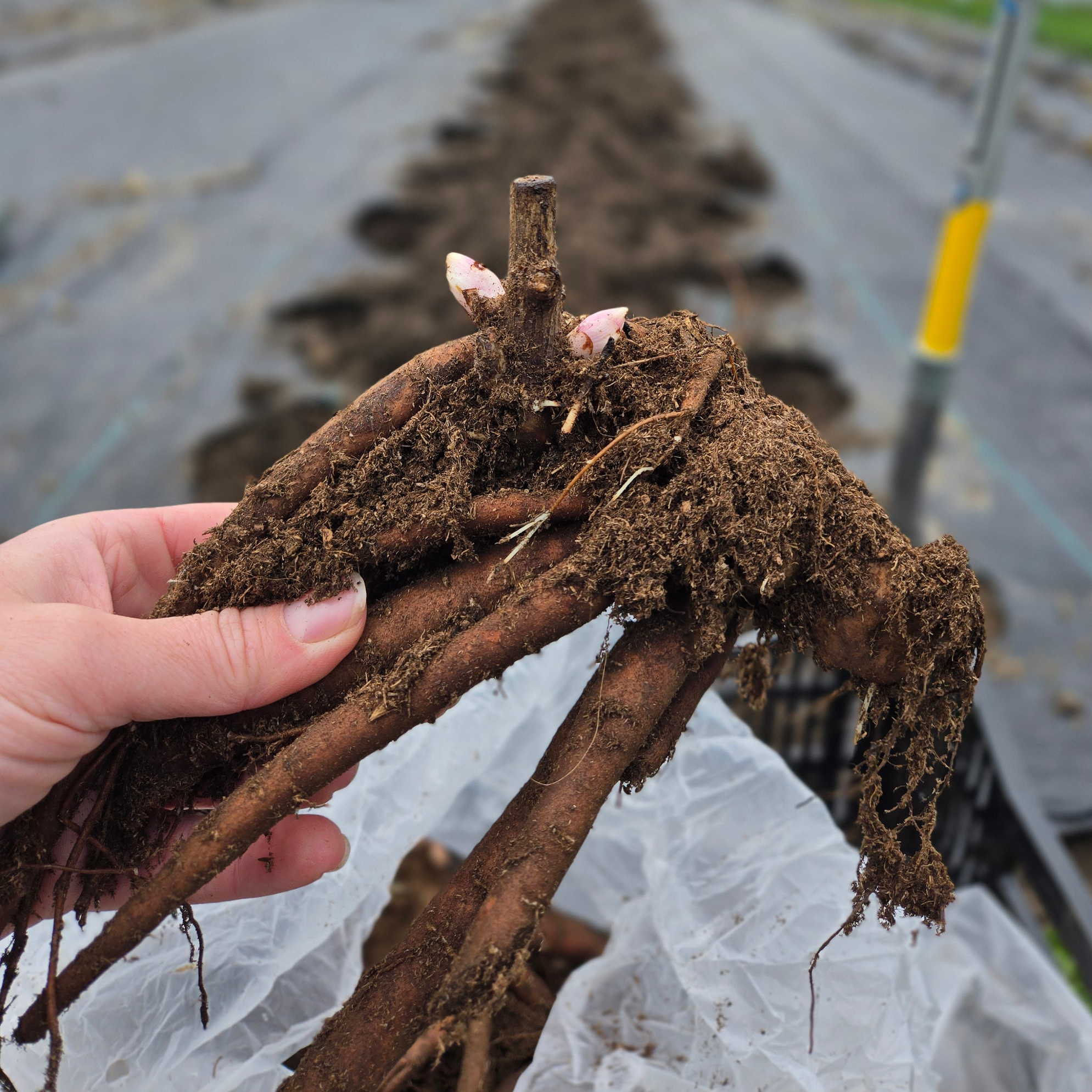 peony bare root plant for sale