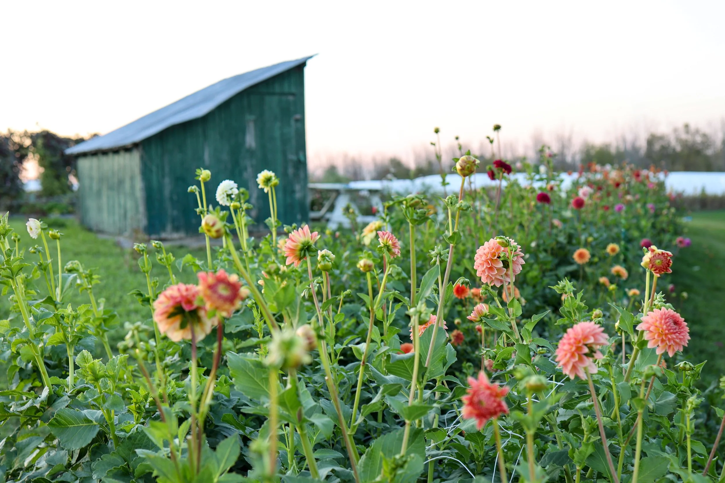 dahlia field u-pick flowers
