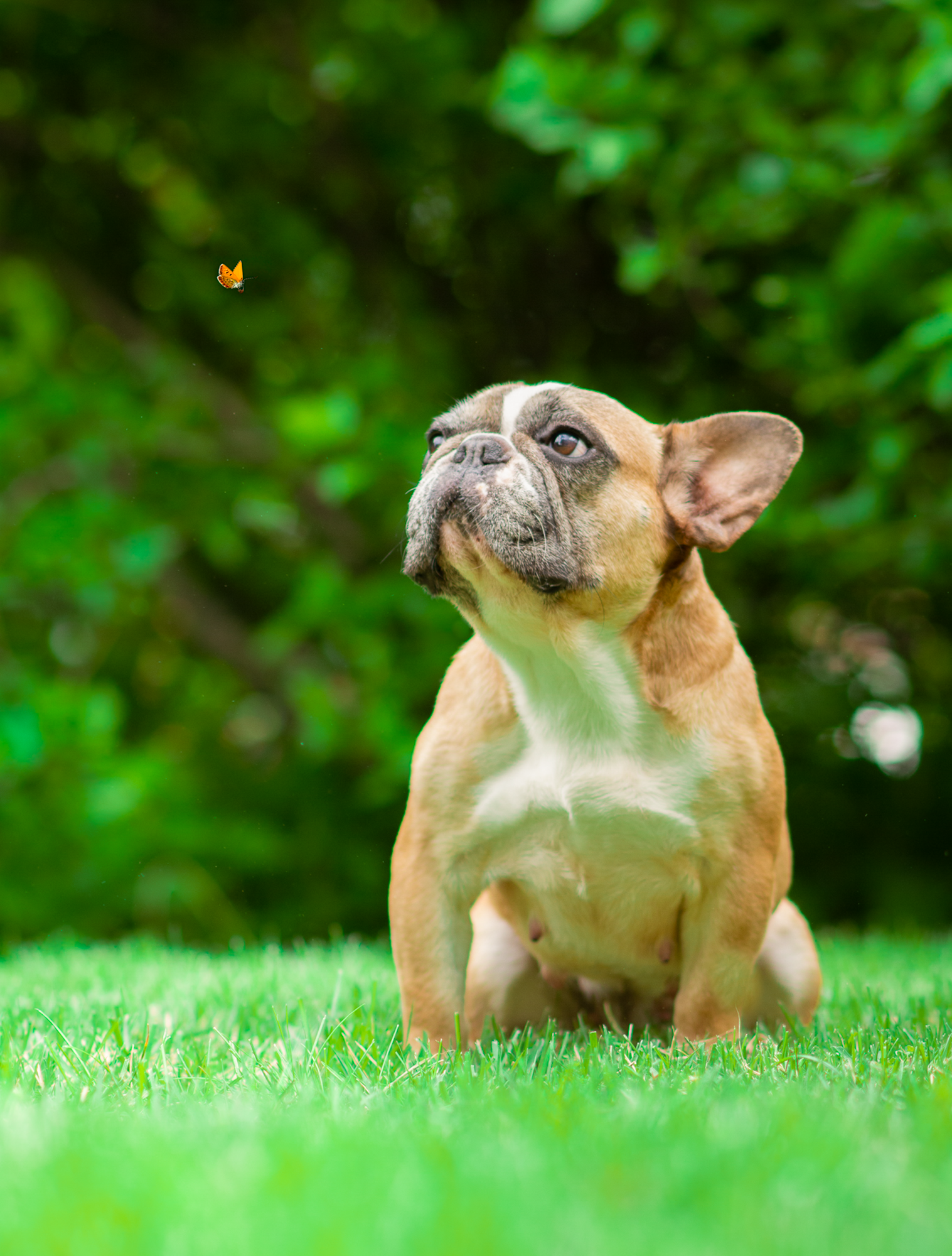 A French Bulldog puppy sitting on green grass, looking up at a small butterfly flying nearby, with a blurred background of green foliage.