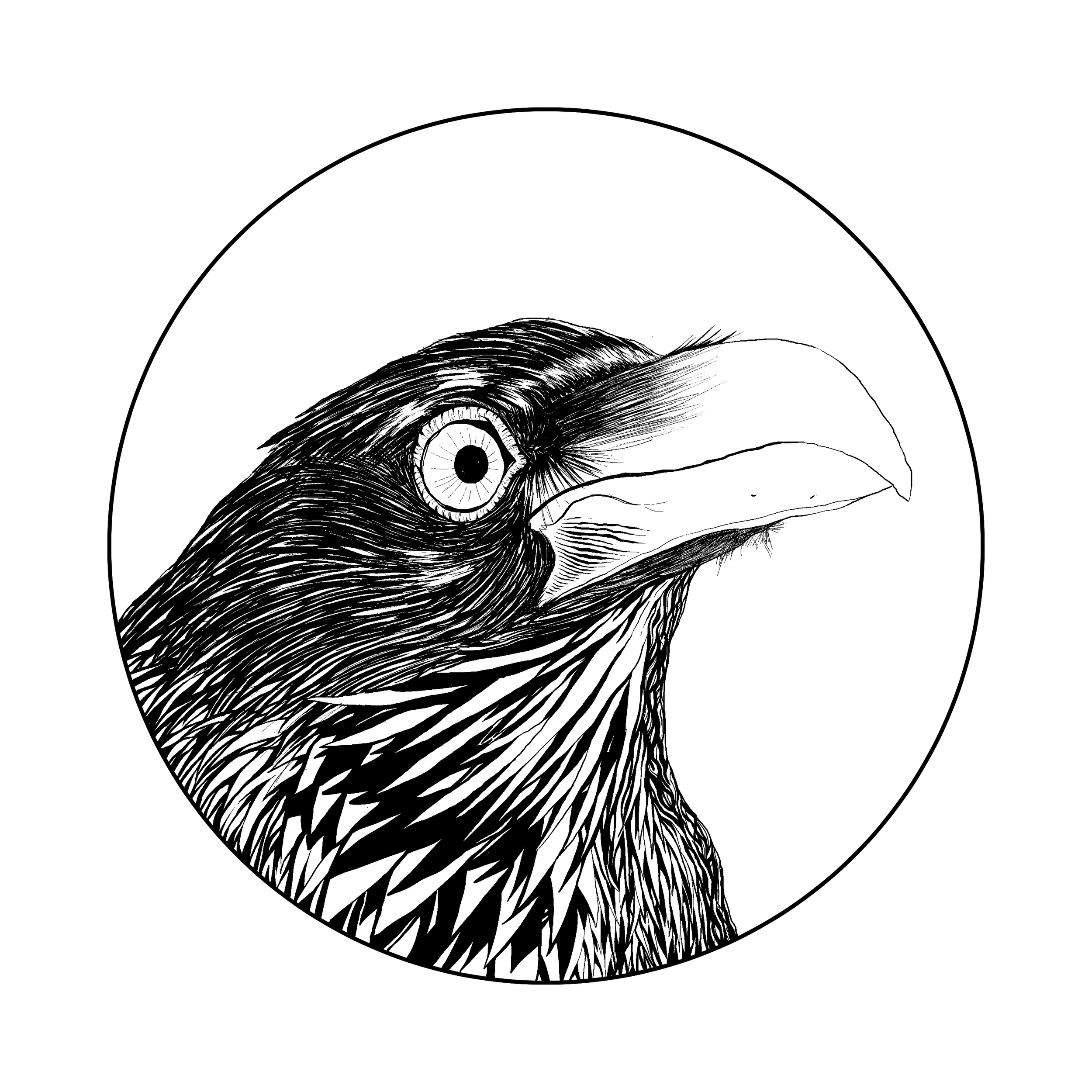 003 2006-003 Corvus Corax - Inks.png